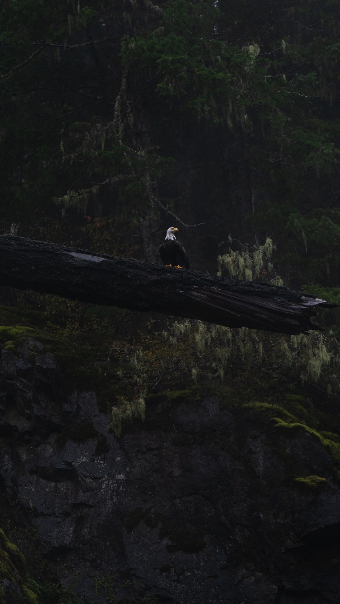 Schwarz-weißer Vogel Auf Braunem Holz. Wallpaper in 1080x1920 Resolution