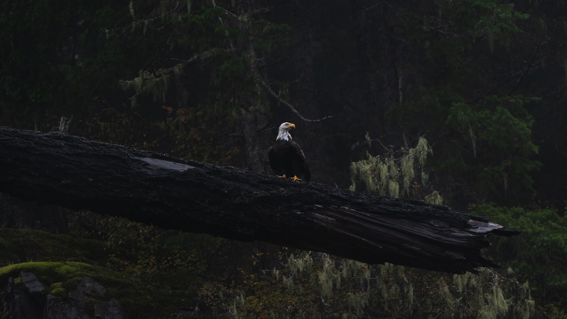 Schwarz-weißer Vogel Auf Braunem Holz. Wallpaper in 1920x1080 Resolution
