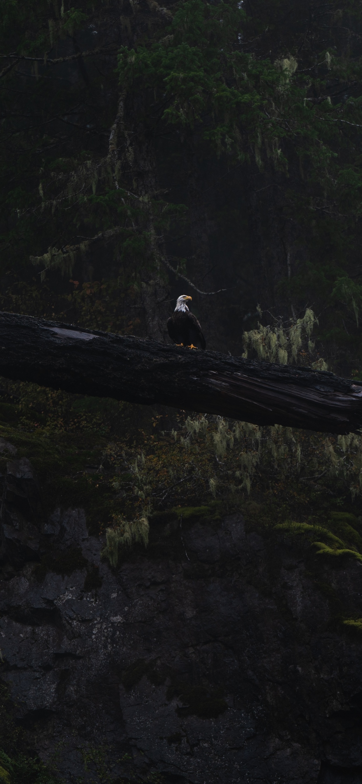 Black and White Bird on Brown Wood. Wallpaper in 1242x2688 Resolution