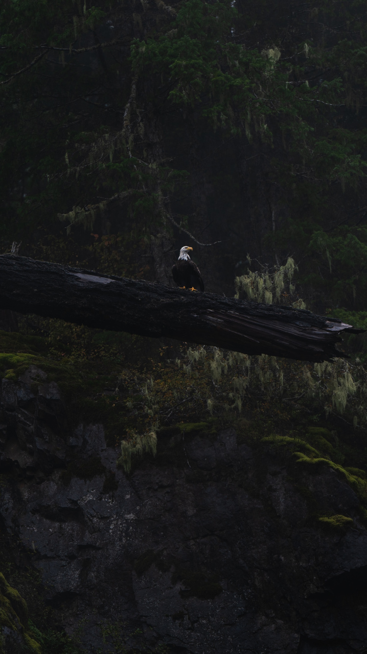 Black and White Bird on Brown Wood. Wallpaper in 750x1334 Resolution
