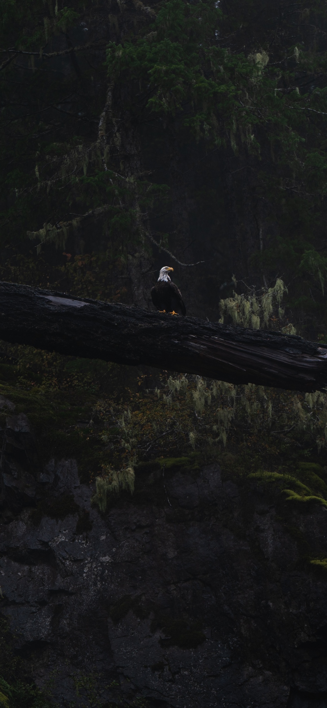 Oiseau Noir et Blanc Sur Bois Marron. Wallpaper in 1125x2436 Resolution