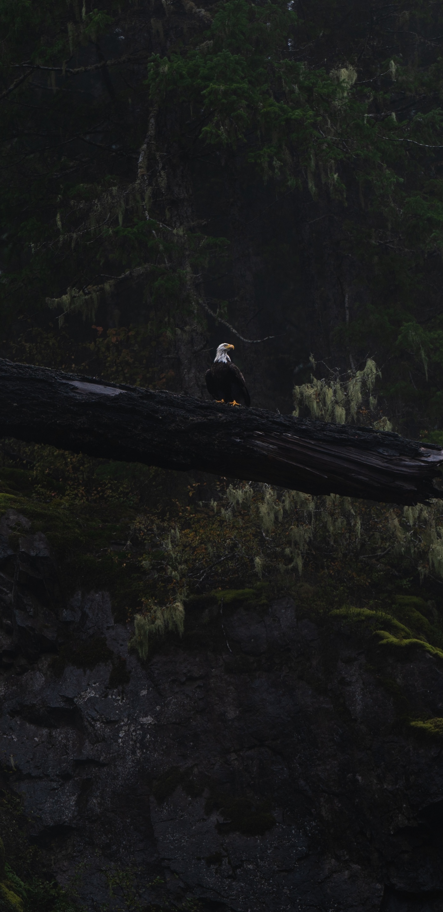 Oiseau Noir et Blanc Sur Bois Marron. Wallpaper in 1440x2960 Resolution