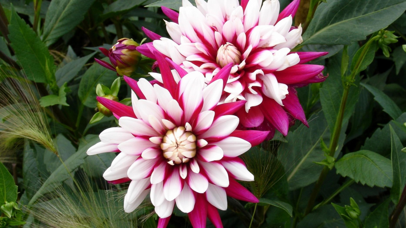 Pink and White Flower With Green Leaves. Wallpaper in 1366x768 Resolution