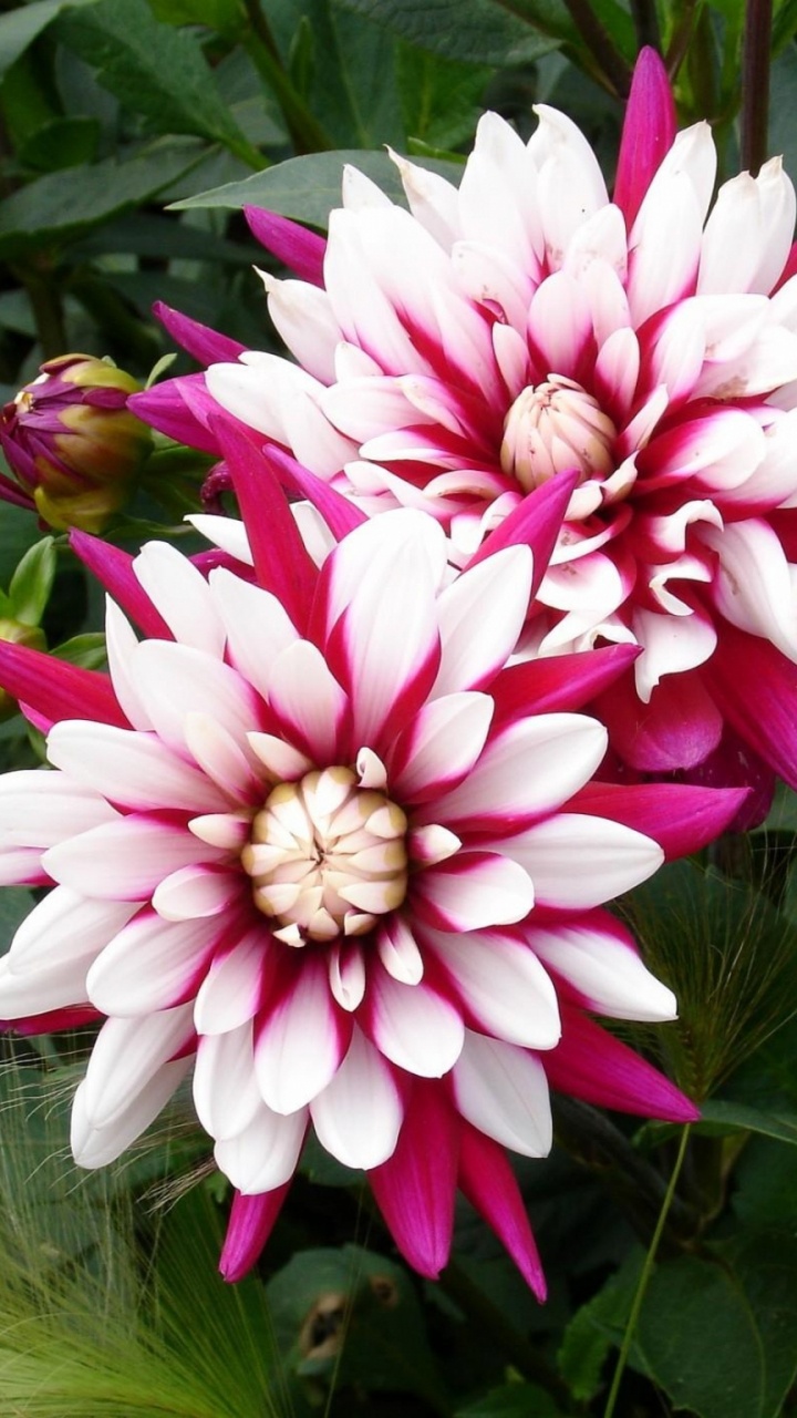 Fleur Rose et Blanche Avec Des Feuilles Vertes. Wallpaper in 720x1280 Resolution