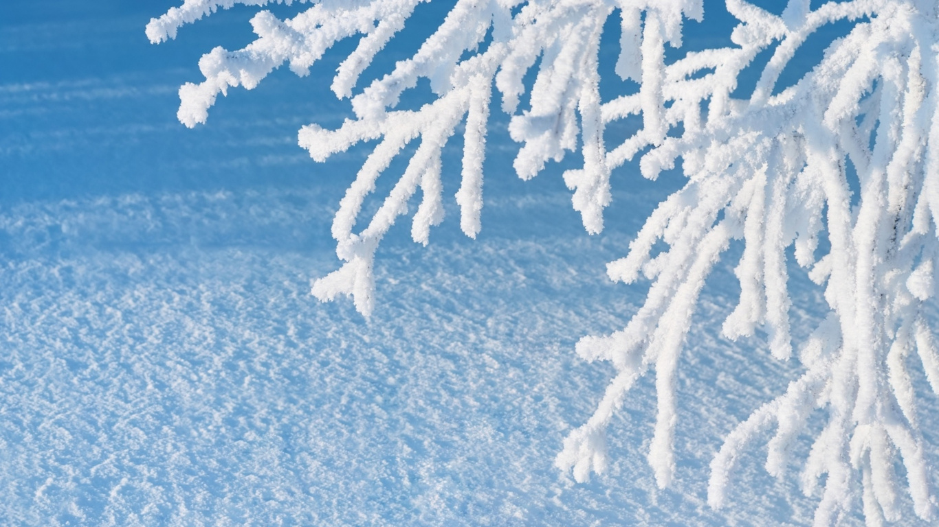 Arbre Couvert de Neige Sur le Sable Brun. Wallpaper in 1366x768 Resolution