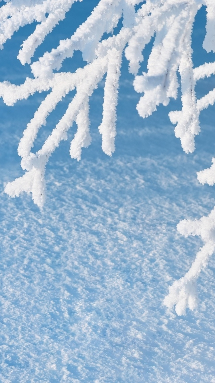 Arbre Couvert de Neige Sur le Sable Brun. Wallpaper in 750x1334 Resolution