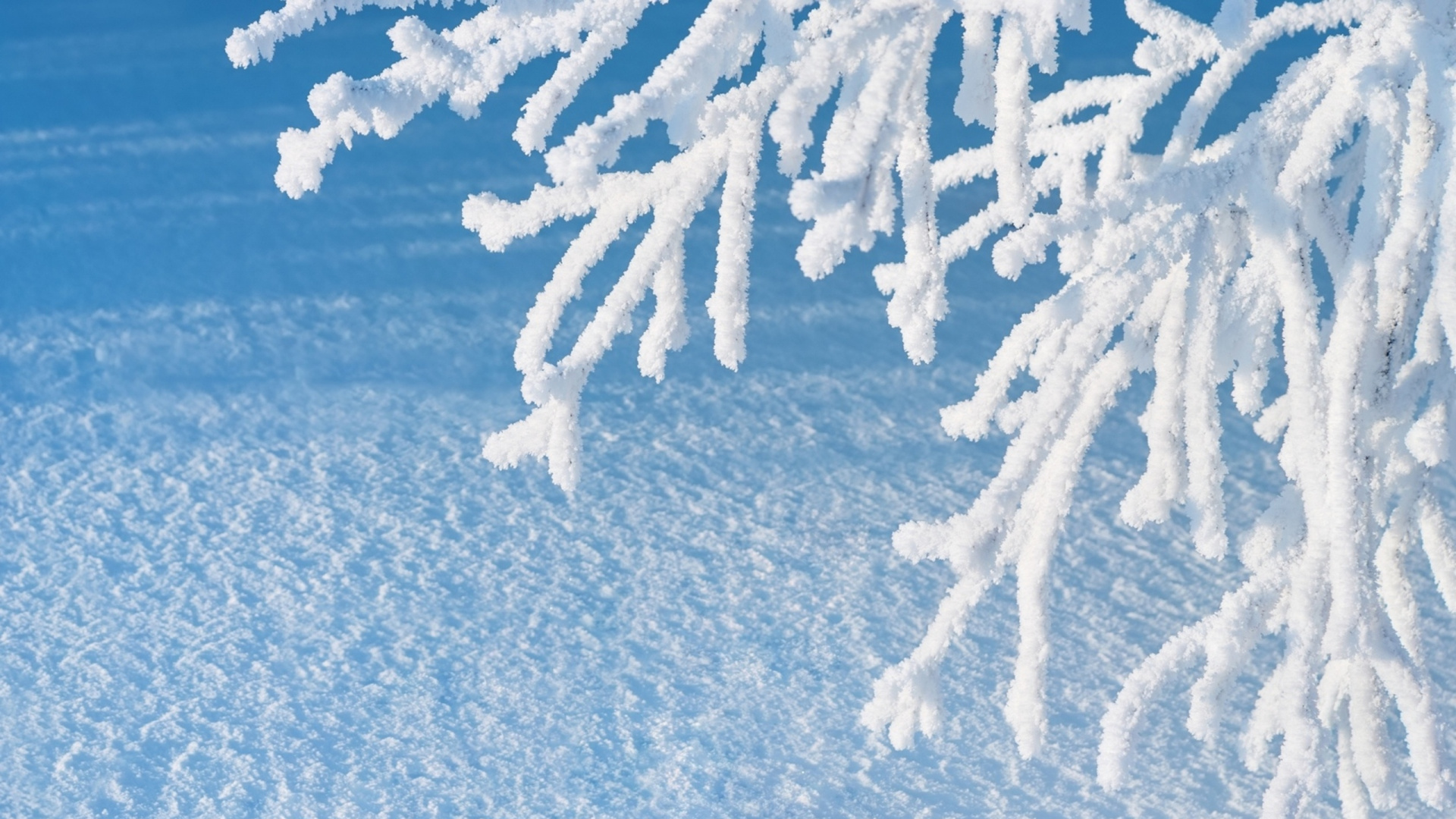 Schneebedeckter Baum Auf Braunem Sand. Wallpaper in 1920x1080 Resolution