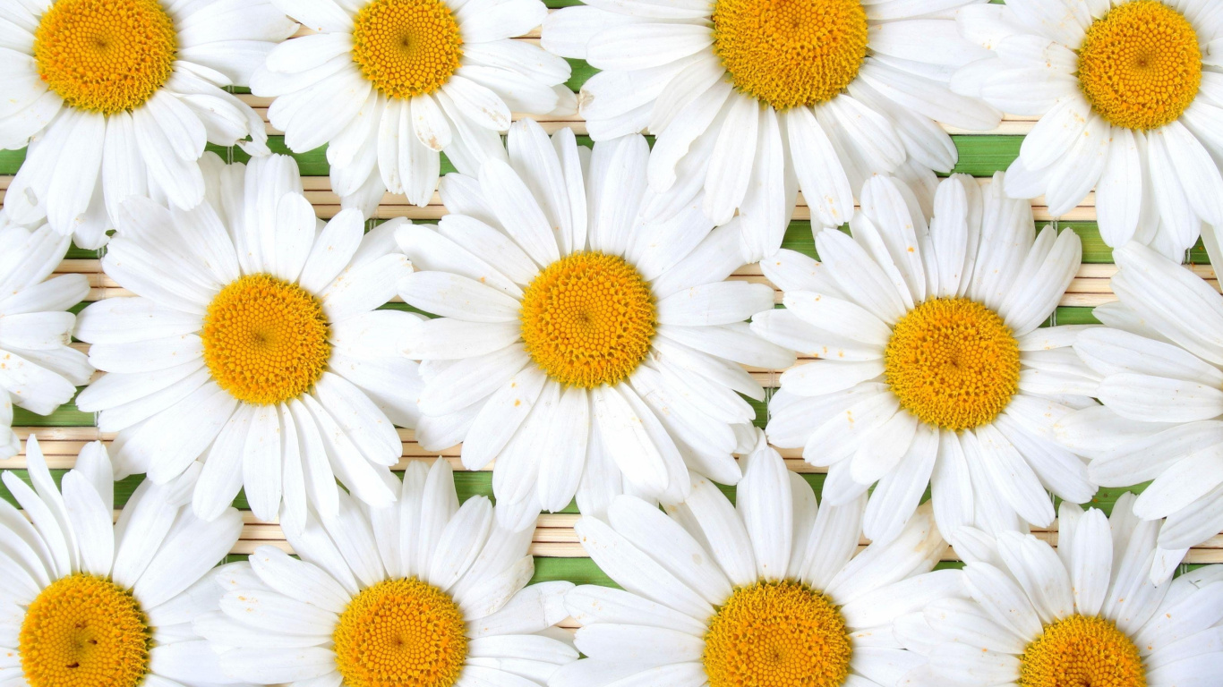 White Daisy Flowers in Bloom. Wallpaper in 1366x768 Resolution