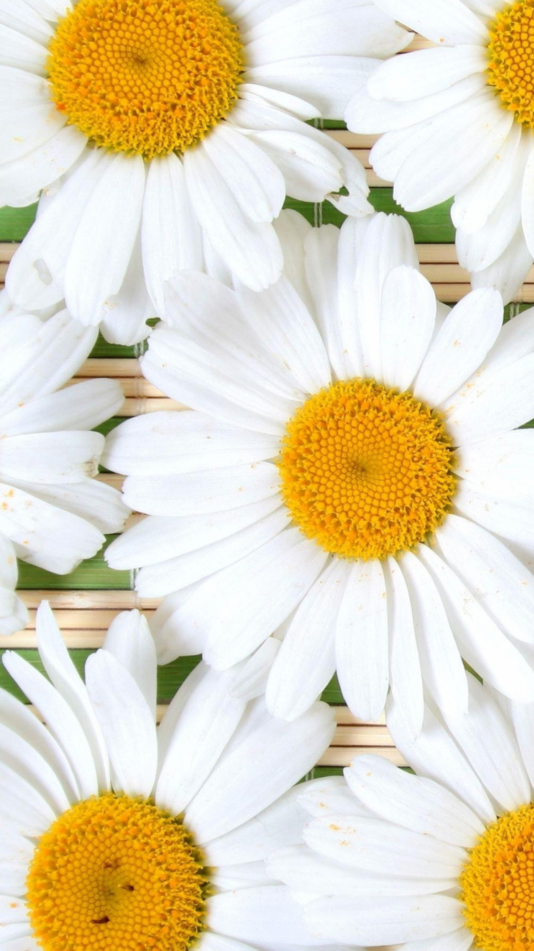 White Daisy Flowers in Bloom. Wallpaper in 750x1334 Resolution