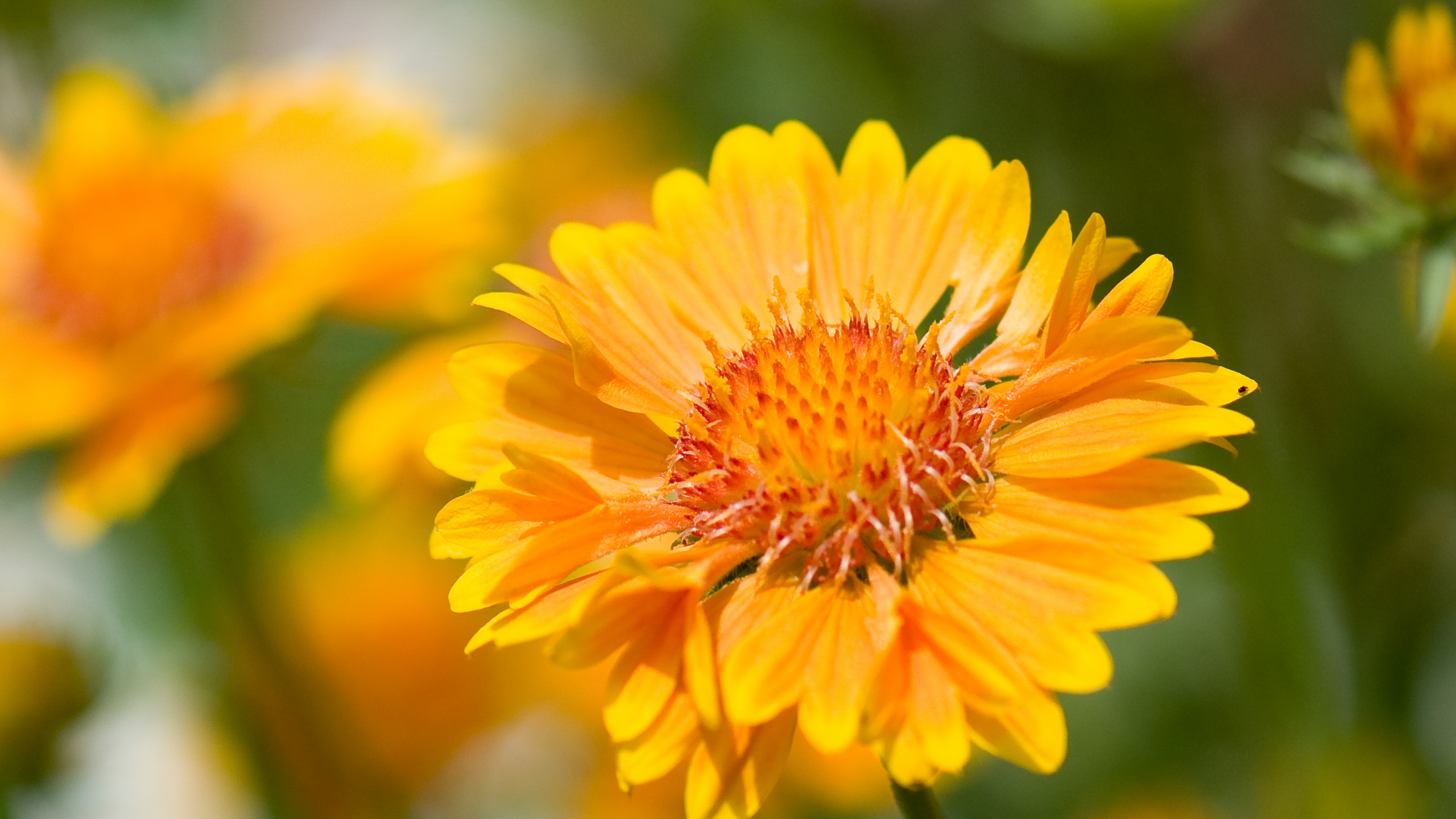 Flower, Flowering Plant, Plant, Petal, Yellow. Wallpaper in 2560x1440 Resolution