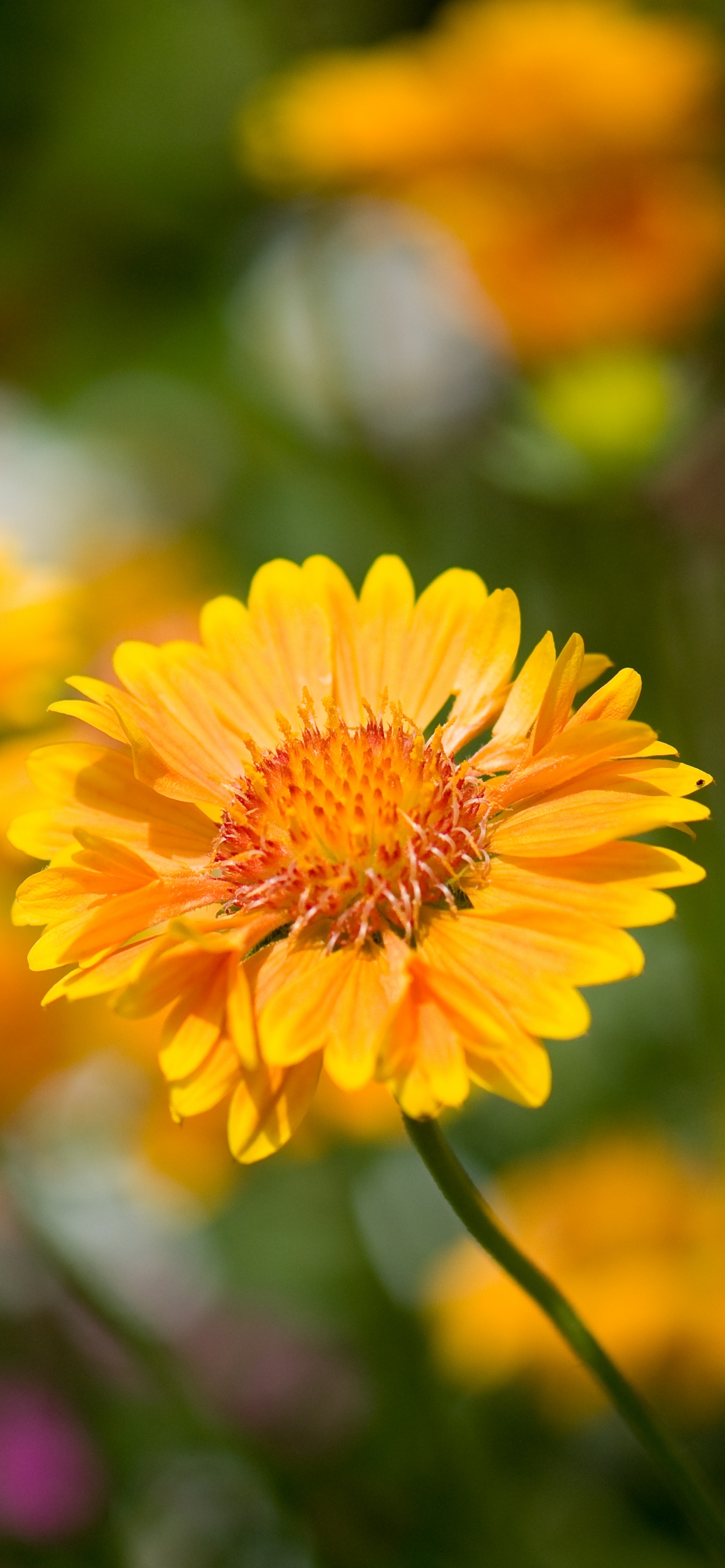 la Floración de la Planta, Pétalo, Amarillo, la Botánica, Daisy Familia. Wallpaper in 1242x2688 Resolution