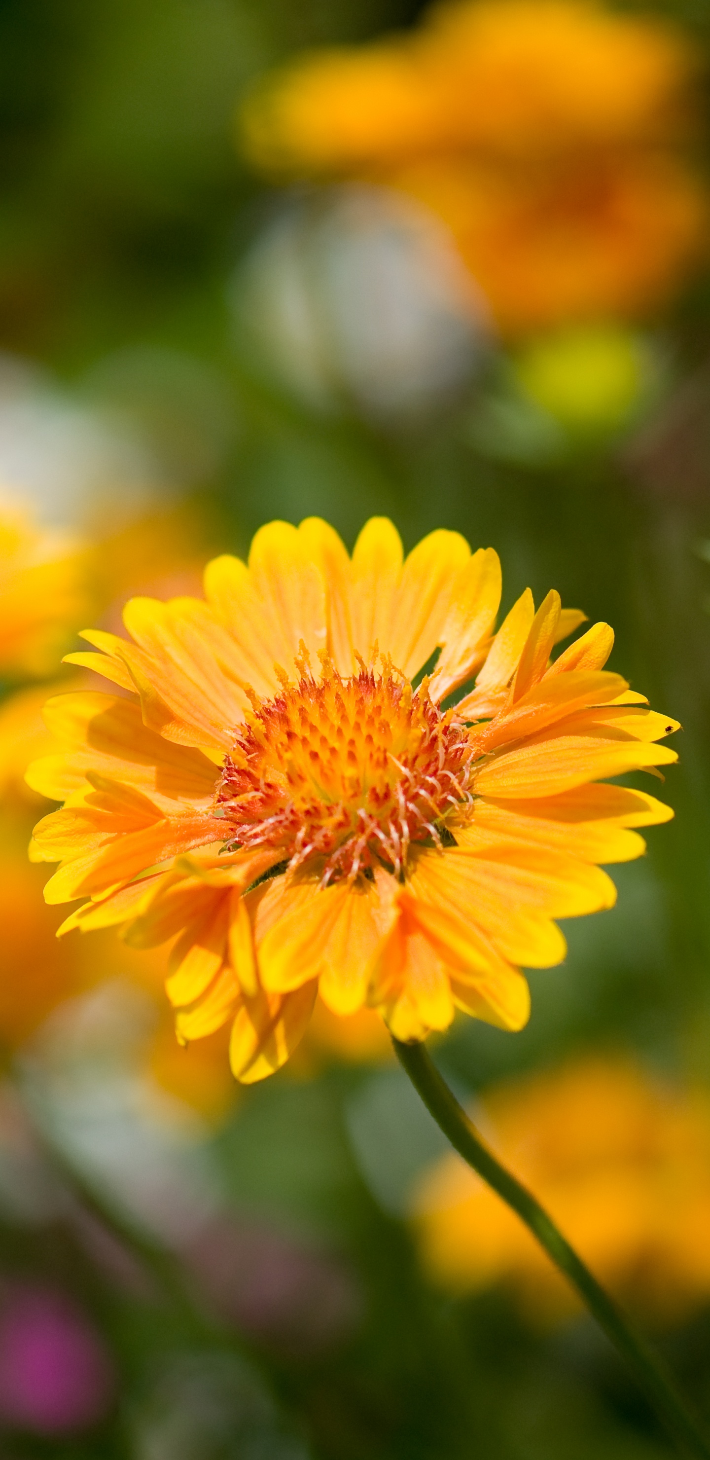 la Floración de la Planta, Pétalo, Amarillo, la Botánica, Daisy Familia. Wallpaper in 1440x2960 Resolution
