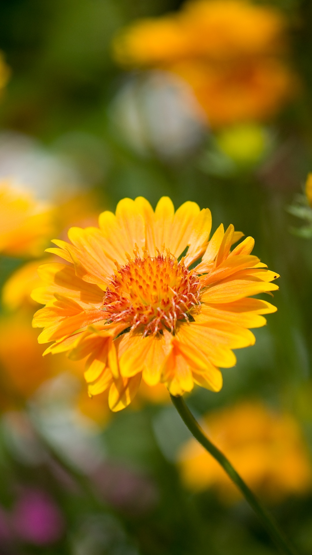 la Floraison de la Plante, Pétale, Jaune, Botanique, Famille Des Marguerites. Wallpaper in 1080x1920 Resolution
