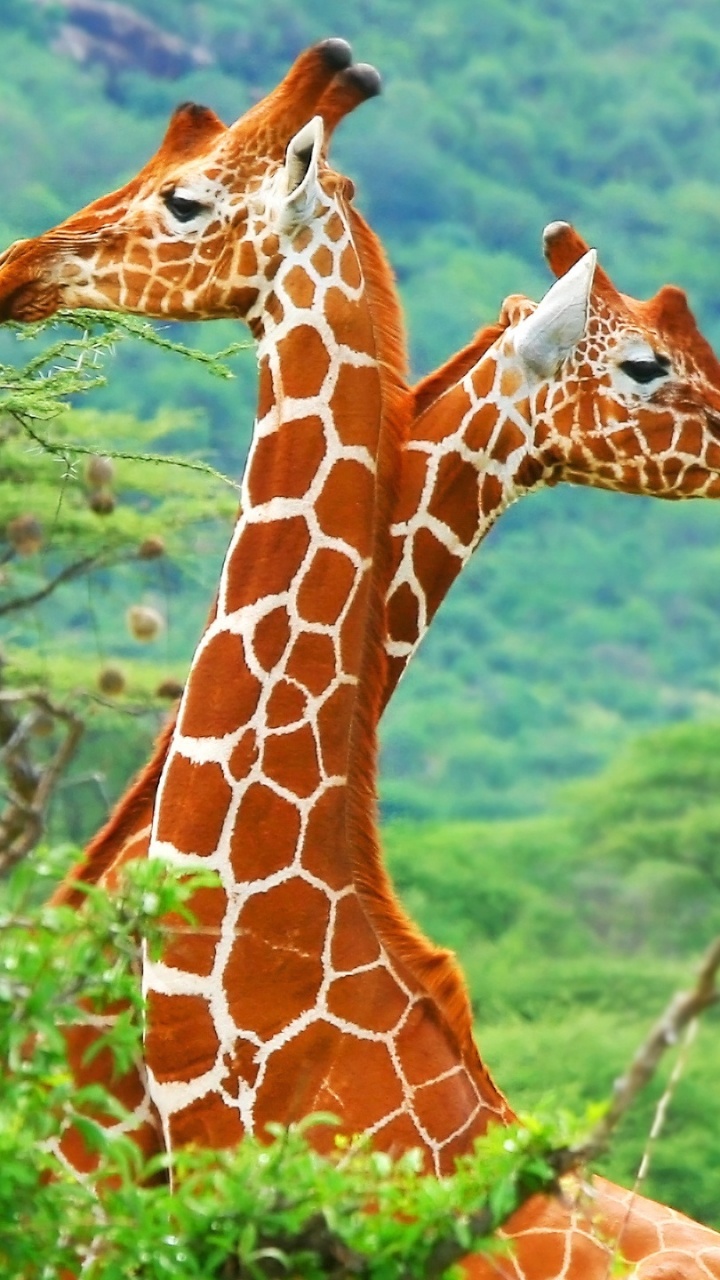 Girafe Debout Sur L'herbe Verte Pendant la Journée. Wallpaper in 720x1280 Resolution