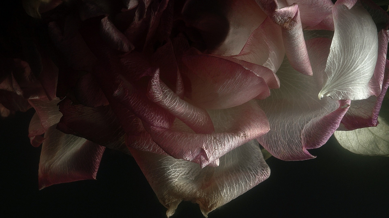 Pétales de Fleurs Roses et Blanches. Wallpaper in 1366x768 Resolution