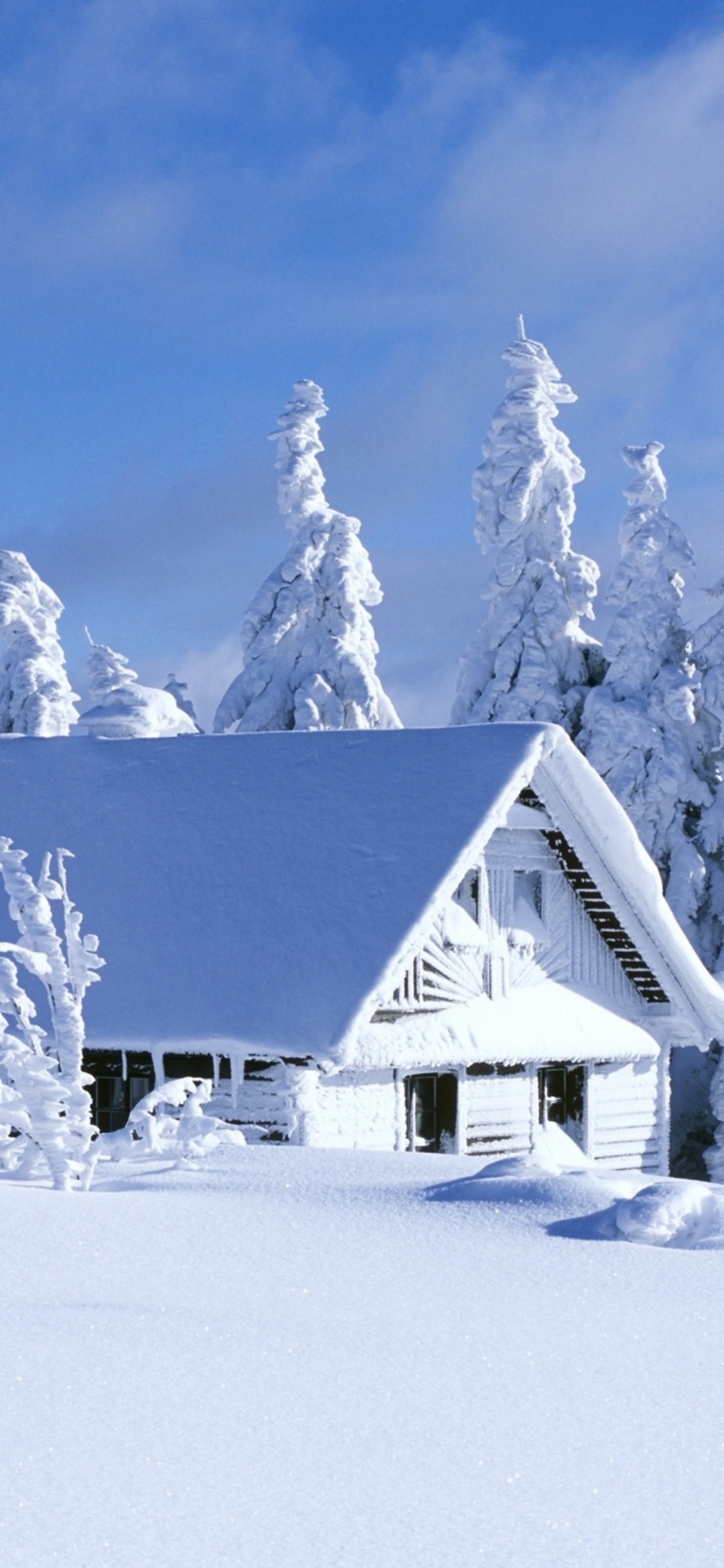 Schnee, Winter, Einfrieren, Frost, Baum. Wallpaper in 1125x2436 Resolution