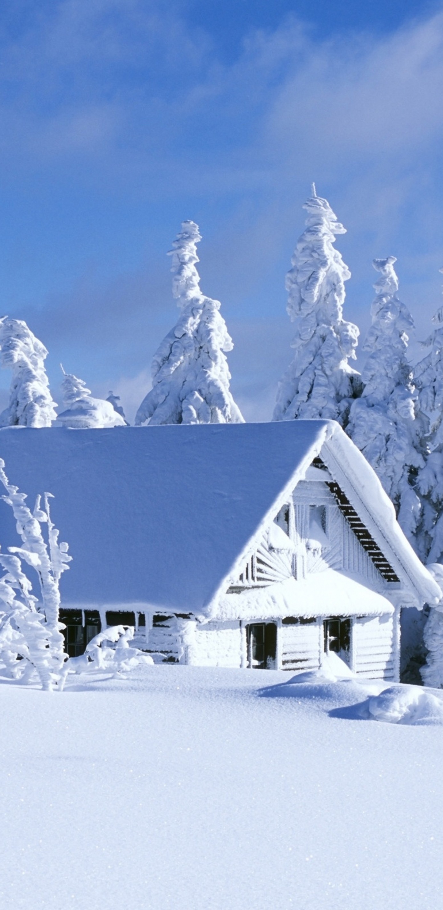 Schnee, Winter, Einfrieren, Frost, Baum. Wallpaper in 1440x2960 Resolution