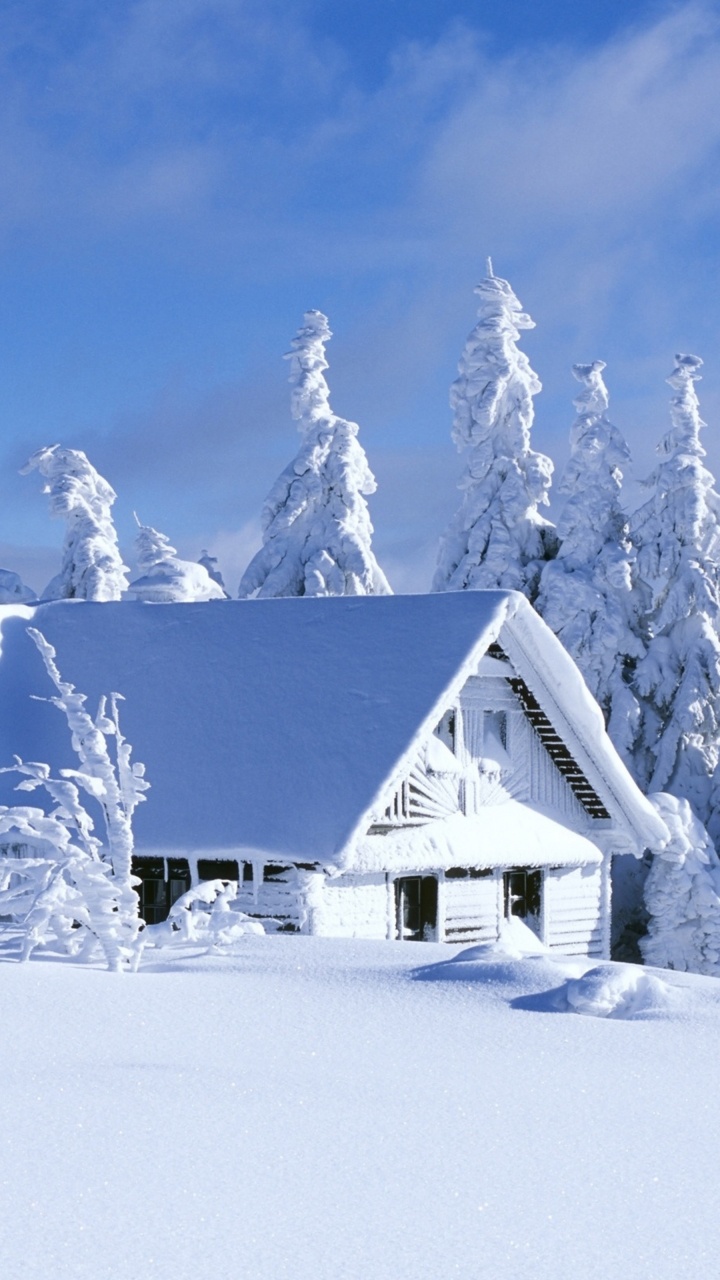 Snow, Winter, Freezing, Frost, Tree. Wallpaper in 720x1280 Resolution