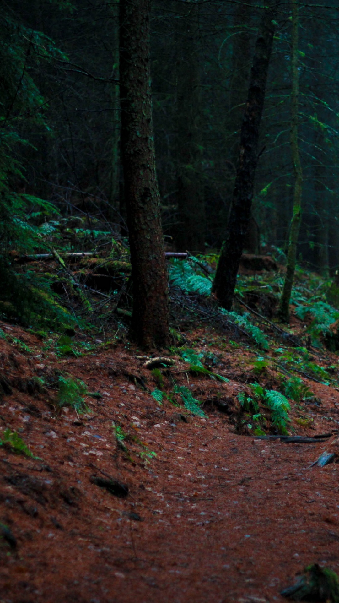 Green Trees on Brown Soil. Wallpaper in 1080x1920 Resolution