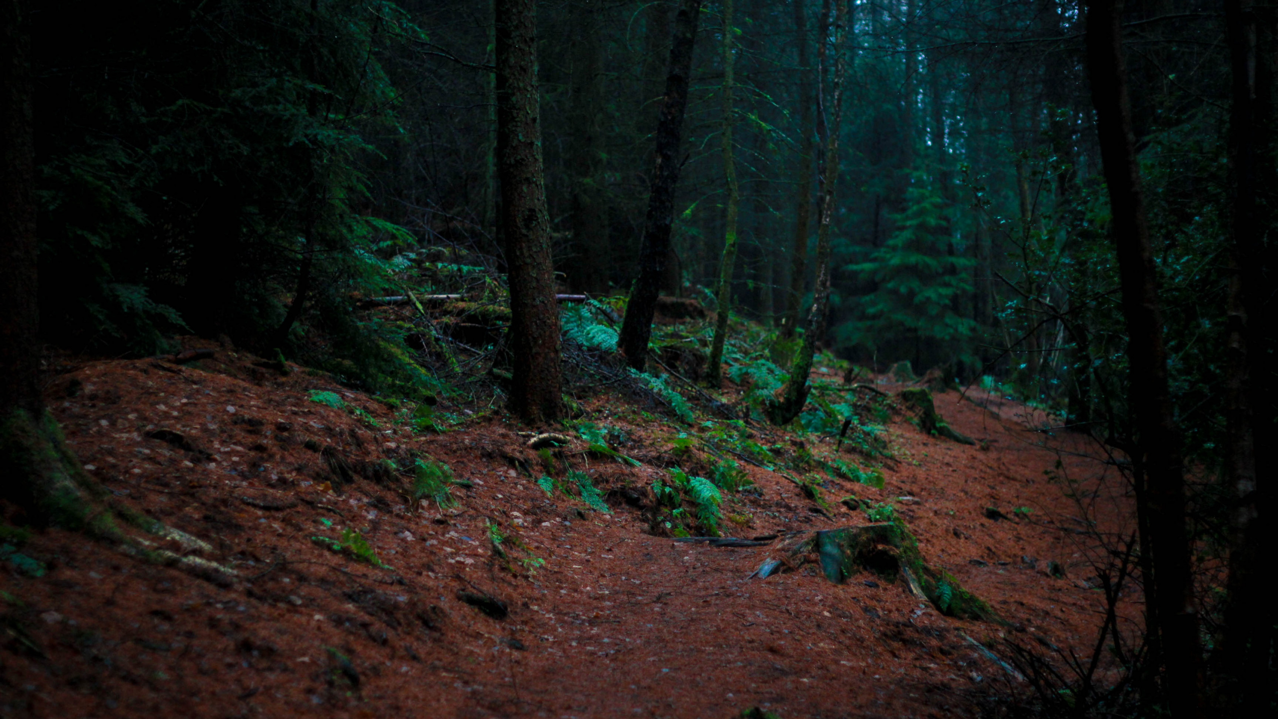 Green Trees on Brown Soil. Wallpaper in 2560x1440 Resolution