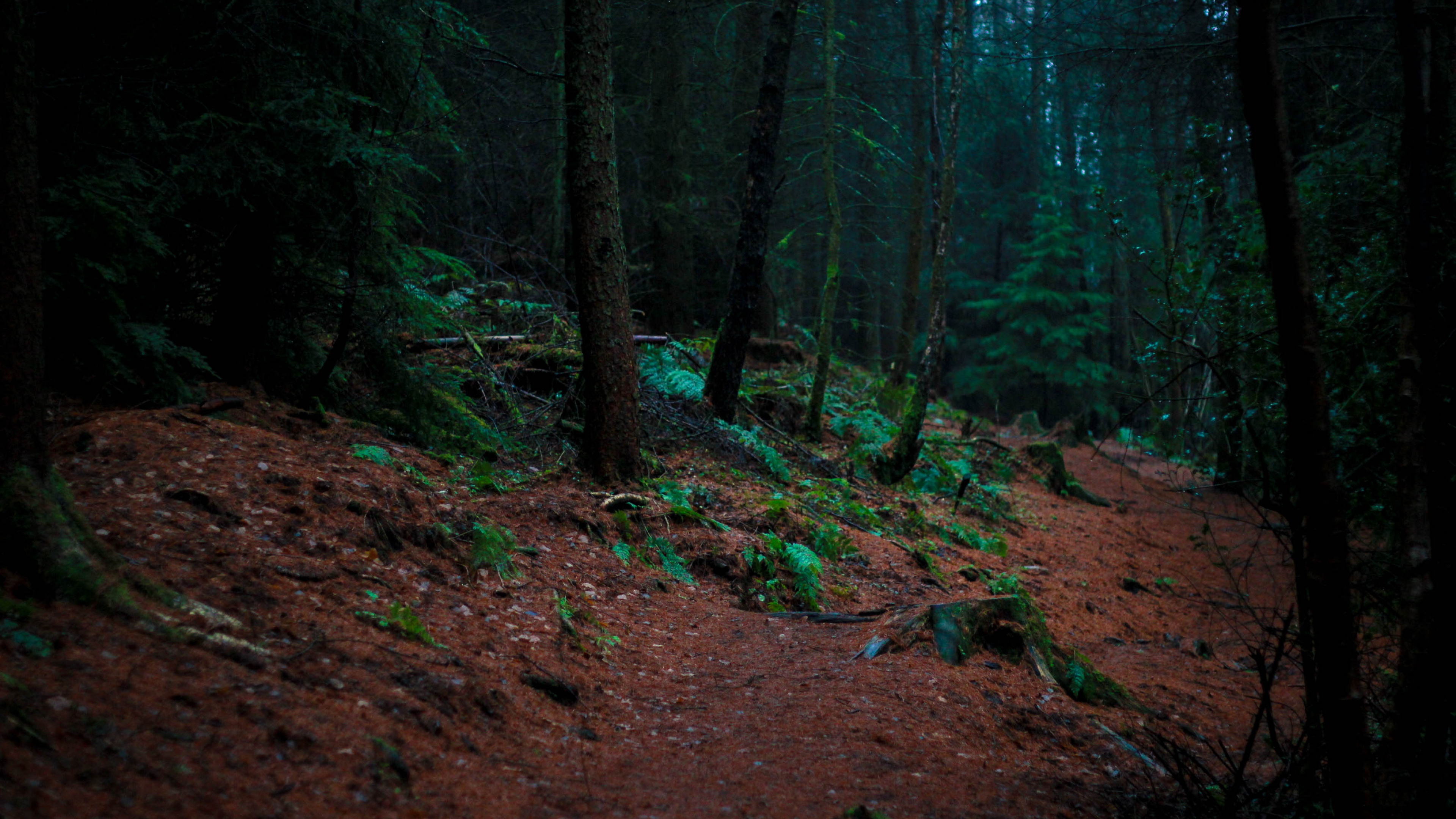 Green Trees on Brown Soil. Wallpaper in 3840x2160 Resolution