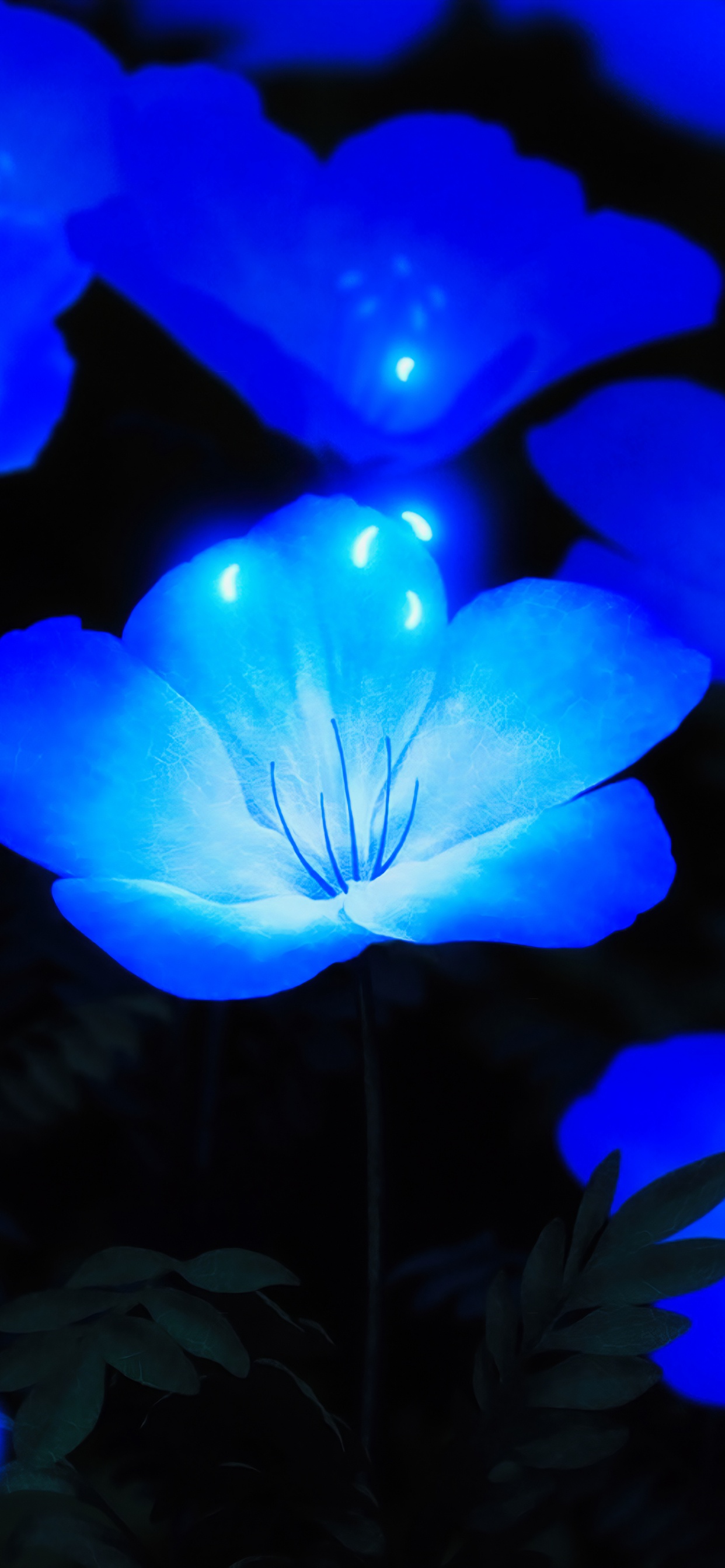 Fleurs Bleues Éclatantes, Blue, Azure, Nature, Pétale. Wallpaper in 1242x2688 Resolution