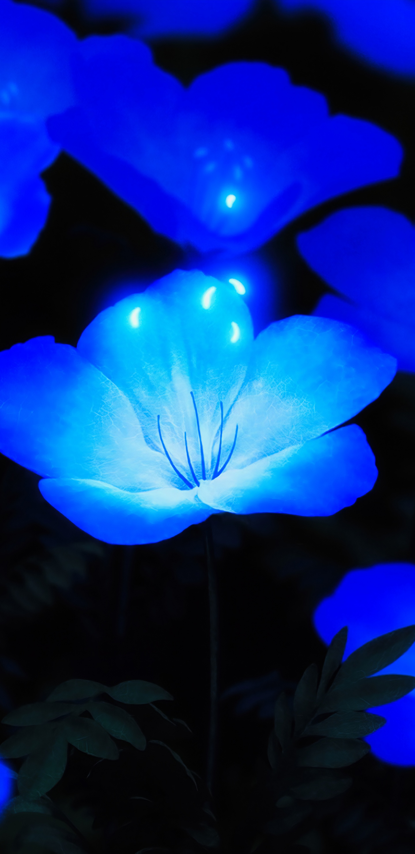 Fleurs Bleues Éclatantes, Blue, Azure, Nature, Pétale. Wallpaper in 1440x2960 Resolution