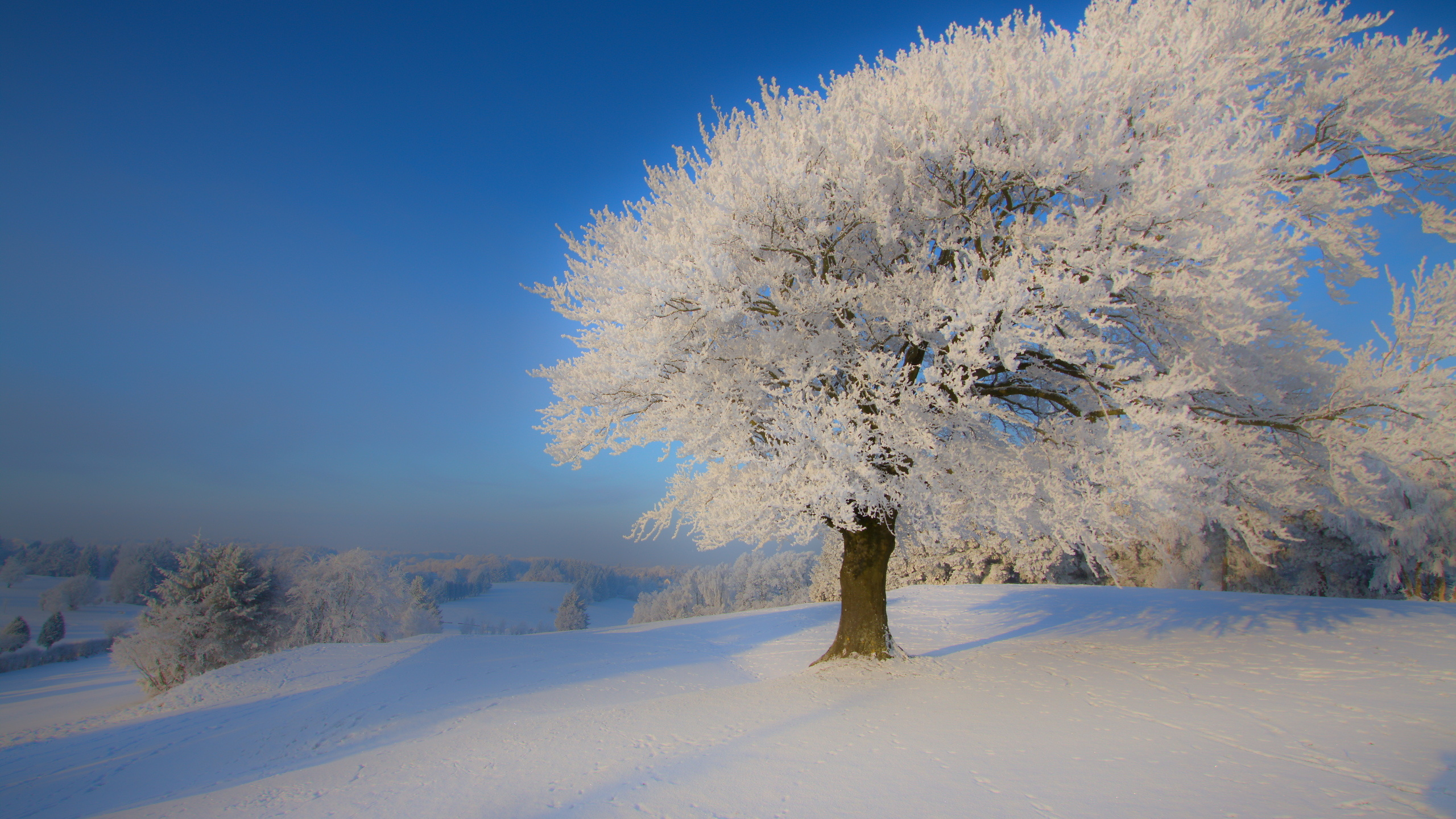 Arbre Blanc Sur Sol Couvert de Neige Pendant la Journée. Wallpaper in 2560x1440 Resolution