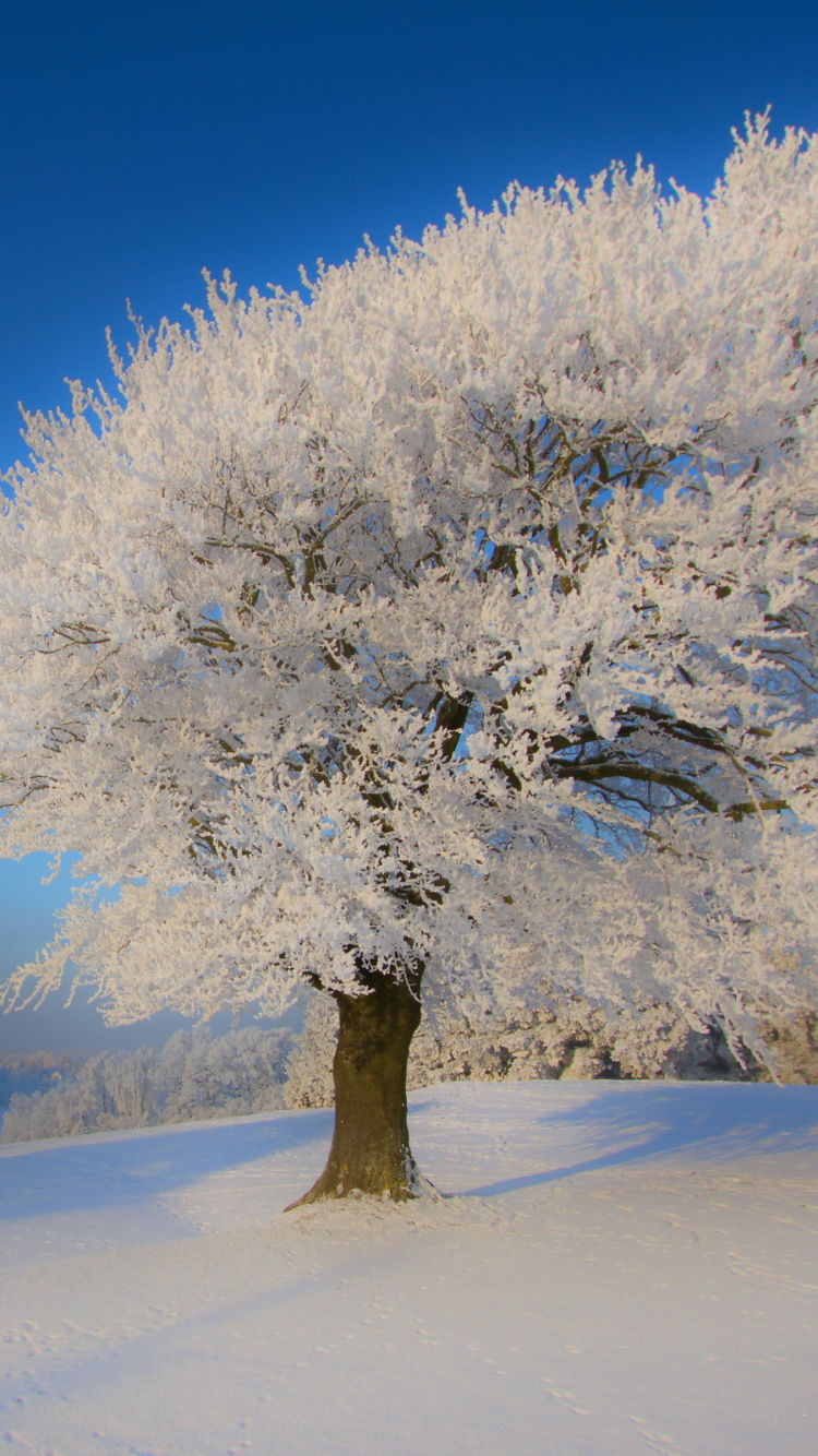 Arbre Blanc Sur Sol Couvert de Neige Pendant la Journée. Wallpaper in 750x1334 Resolution