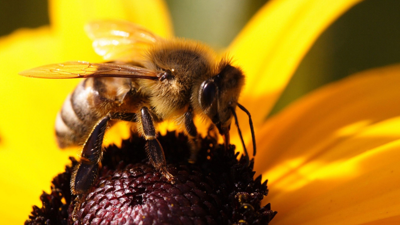 Honeybee Perched on Yellow Sunflower in Close up Photography During Daytime. Wallpaper in 1280x720 Resolution