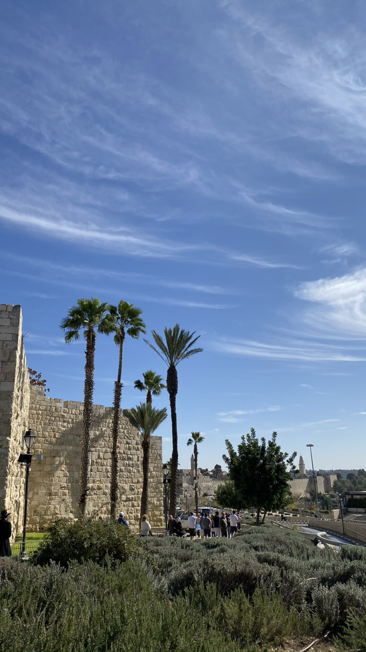 Sitio Arqueológico, la Historia Antigua, Palmera, Hierba de la Familia, Muro de Piedra. Wallpaper in 750x1334 Resolution