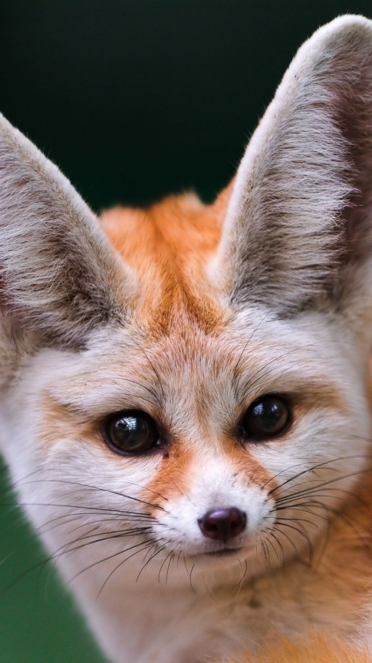 Renard Brun et Blanc Allongé Sur Textile Noir. Wallpaper in 750x1334 Resolution