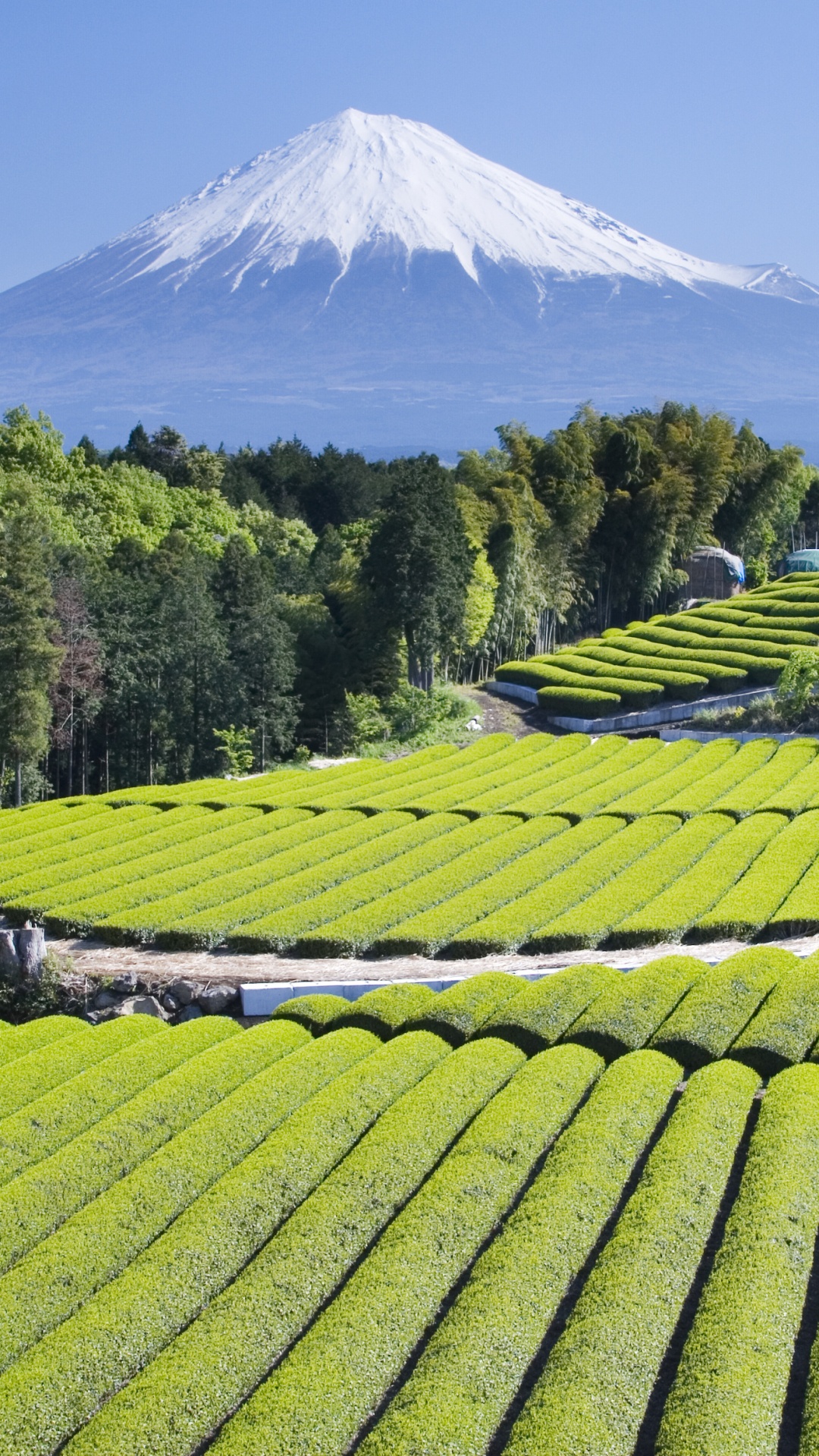 Green Grass Field Near Mountain During Daytime. Wallpaper in 1080x1920 Resolution