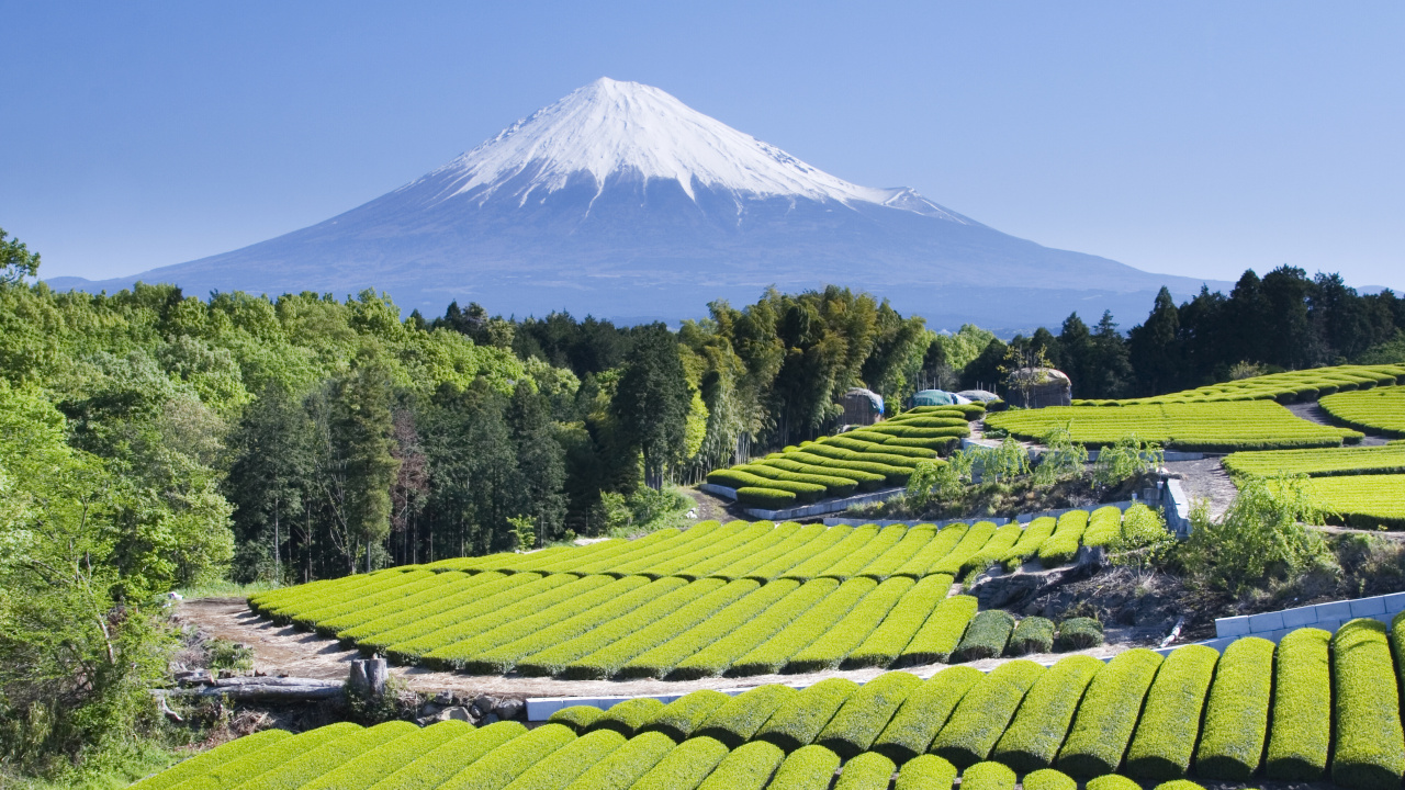 富士山, 高地, 种植园, 山站, 农村地区 壁纸 1280x720 允许