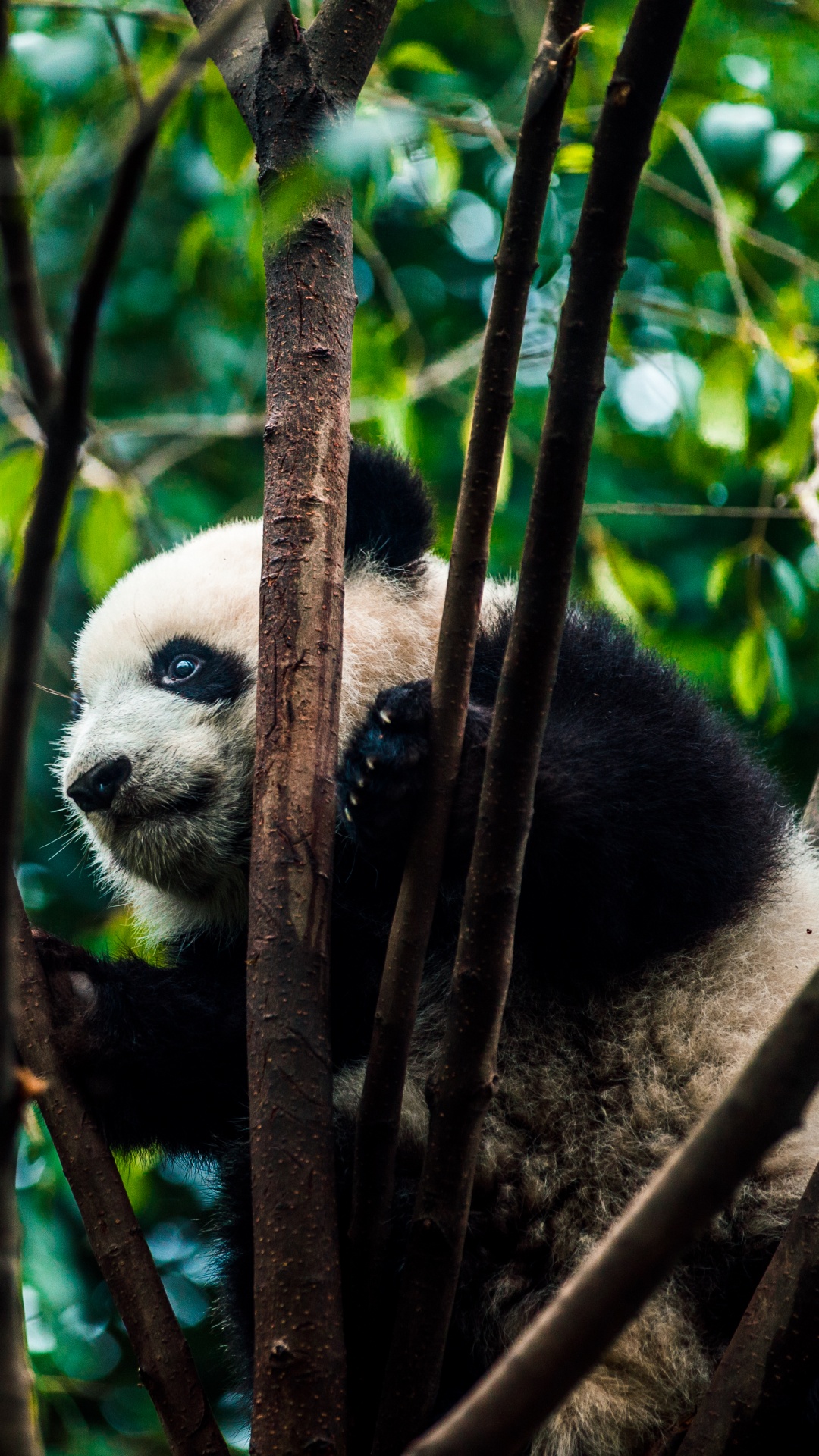 Panda en la Rama de un Árbol Durante el Día. Wallpaper in 1080x1920 Resolution