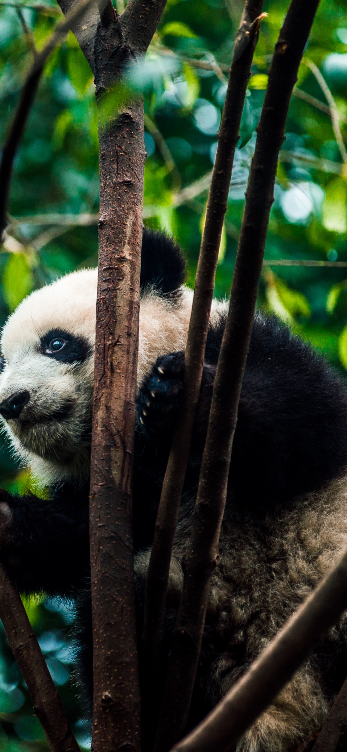 Panda en la Rama de un Árbol Durante el Día. Wallpaper in 1125x2436 Resolution