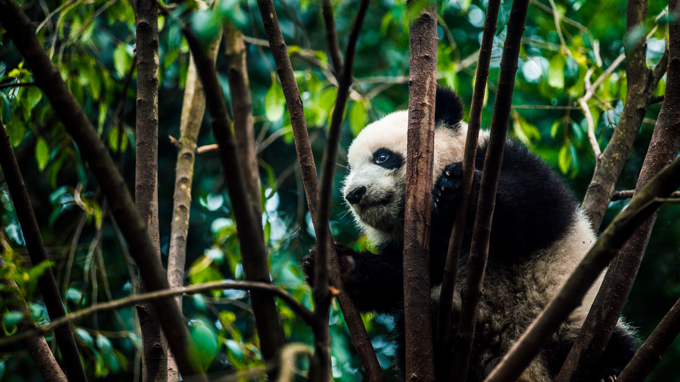 Panda en la Rama de un Árbol Durante el Día. Wallpaper in 1366x768 Resolution
