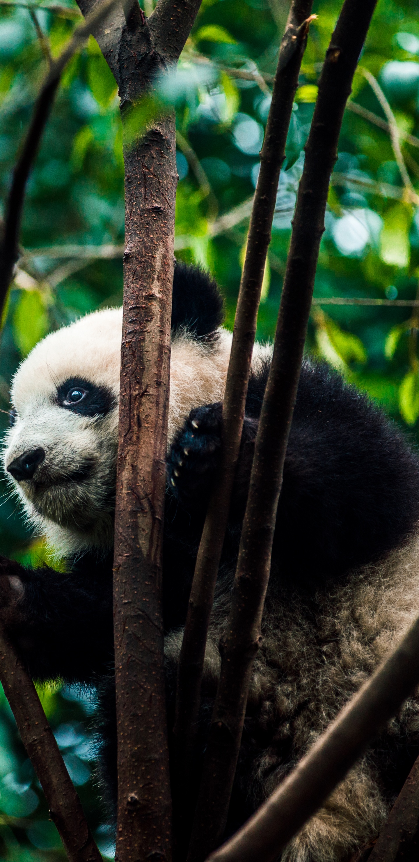 Panda en la Rama de un Árbol Durante el Día. Wallpaper in 1440x2960 Resolution