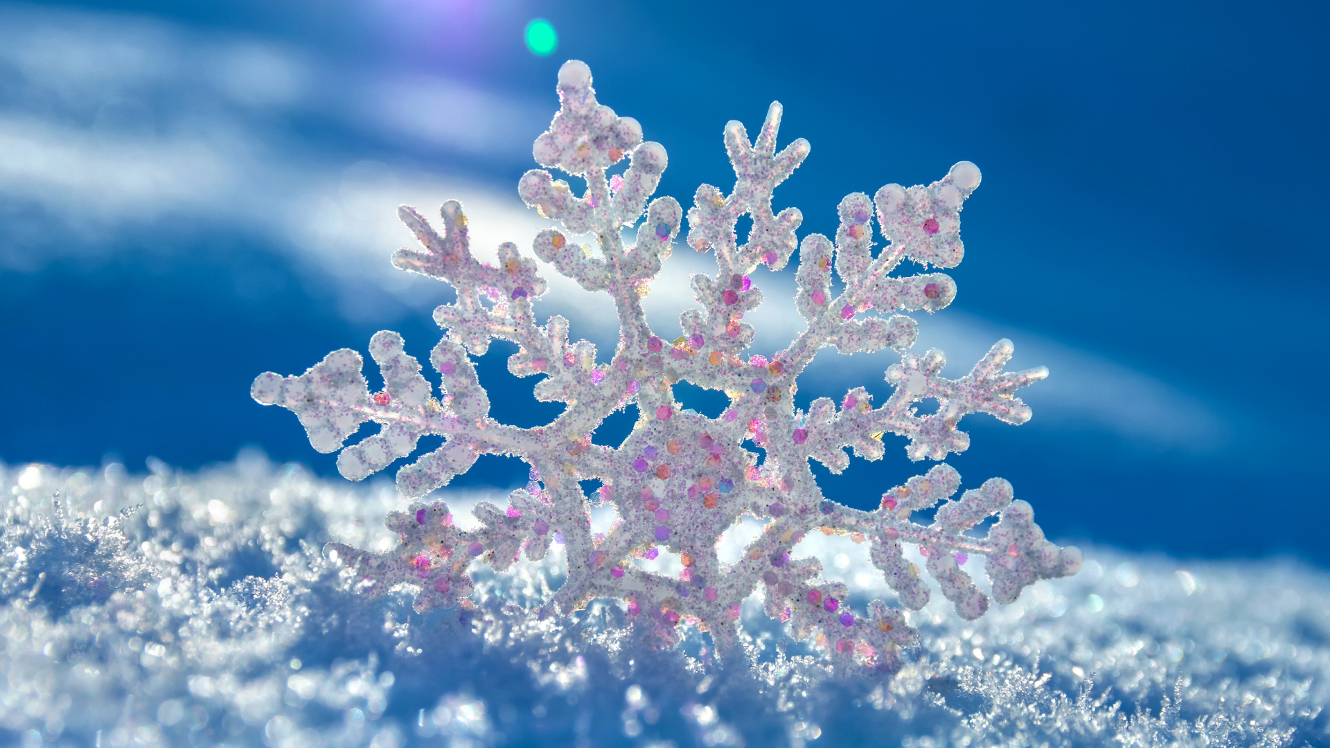 Fleur Blanche et Rose en Photographie Rapprochée. Wallpaper in 1920x1080 Resolution