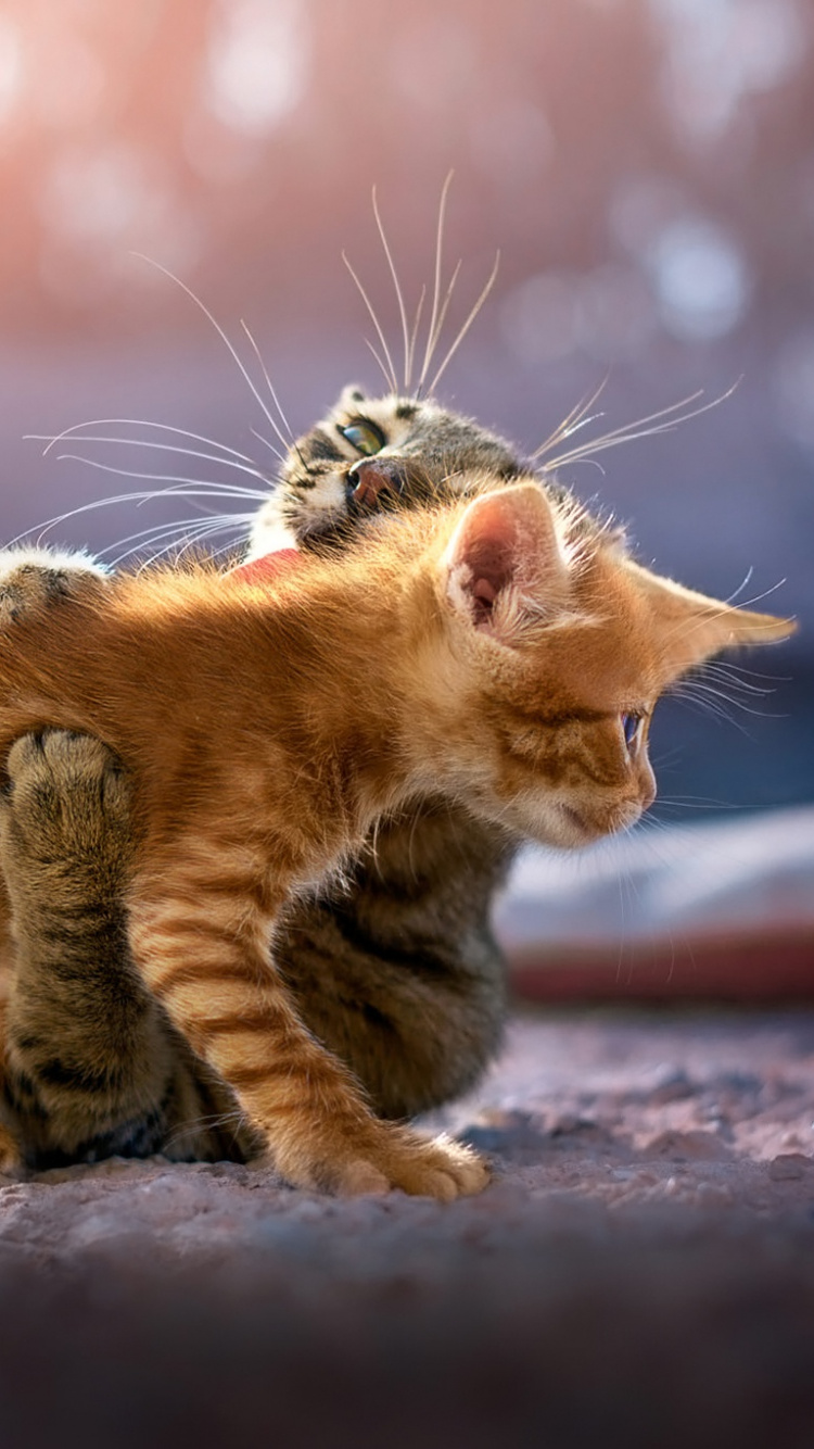 Orange Tabby Cat on Brown Rock. Wallpaper in 750x1334 Resolution