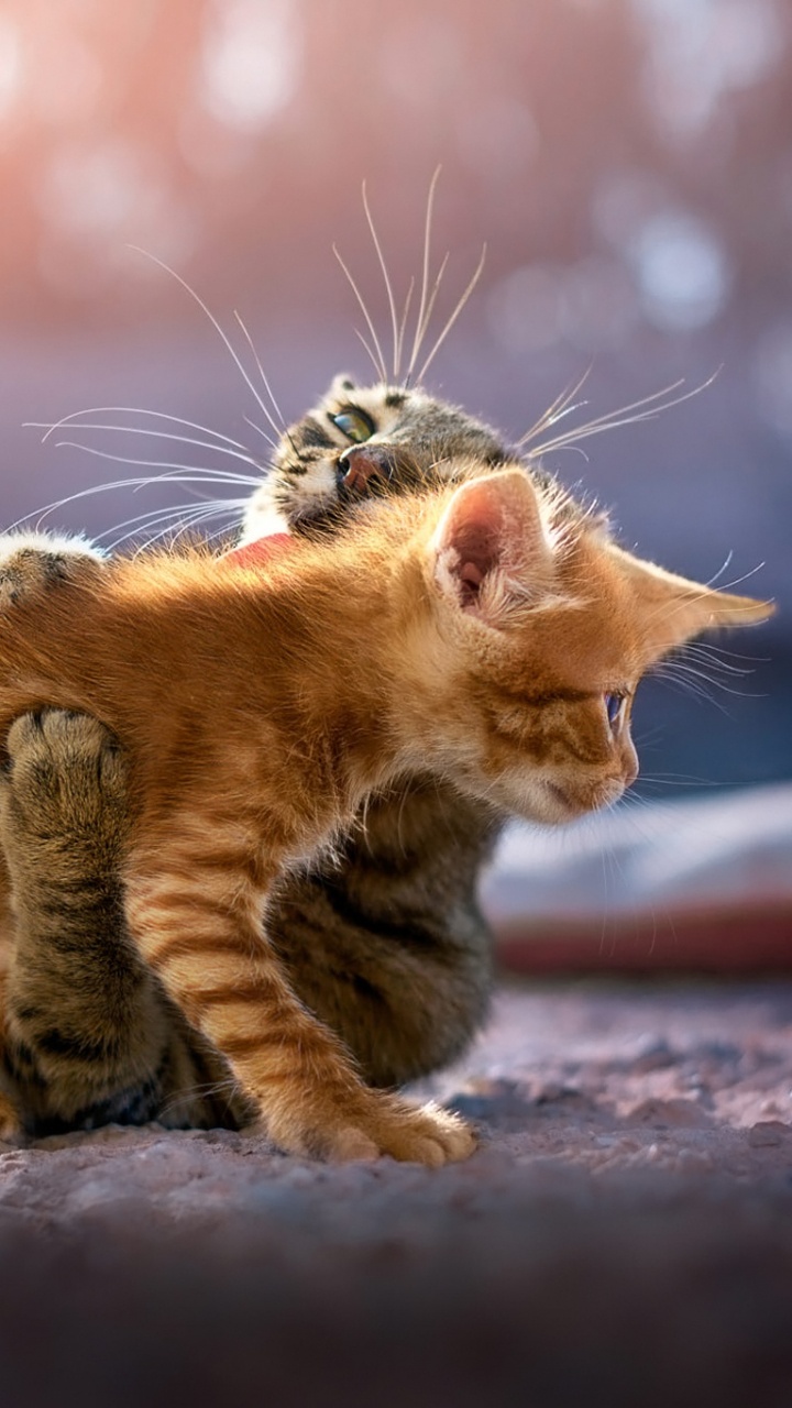 小猫, 猫科, 胡须, 大花猫, 快照 壁纸 720x1280 允许