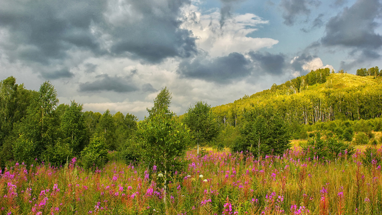 Purple Flower Field Under Cloudy Sky During Daytime. Wallpaper in 1280x720 Resolution
