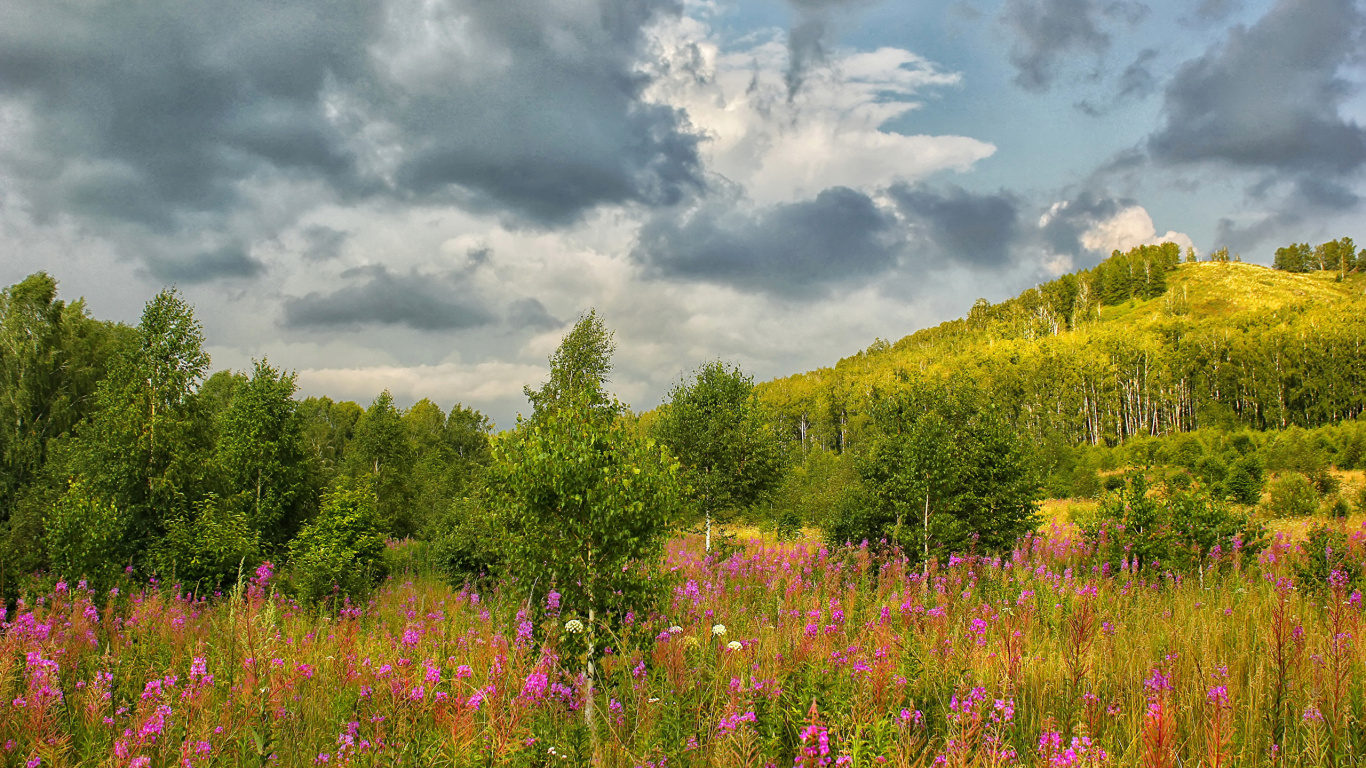 Purple Flower Field Under Cloudy Sky During Daytime. Wallpaper in 1366x768 Resolution