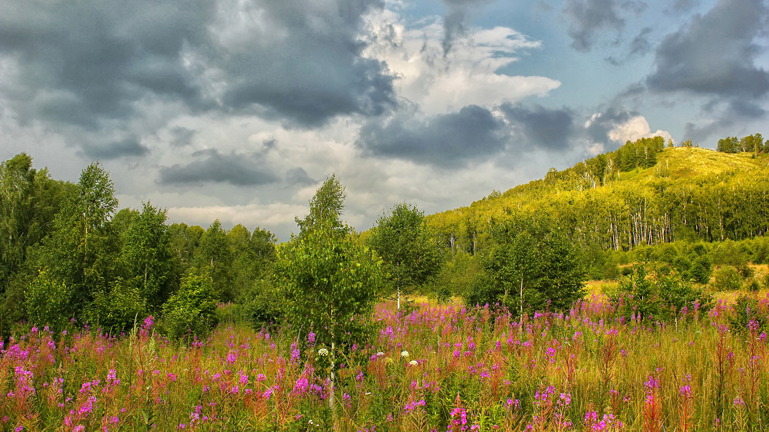 Purple Flower Field Under Cloudy Sky During Daytime. Wallpaper in 2560x1440 Resolution