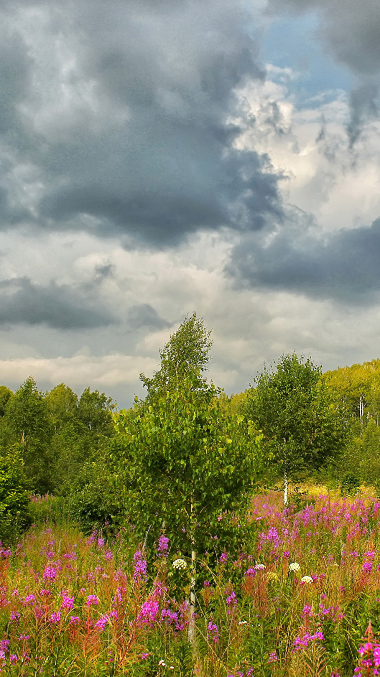 Purple Flower Field Under Cloudy Sky During Daytime. Wallpaper in 750x1334 Resolution