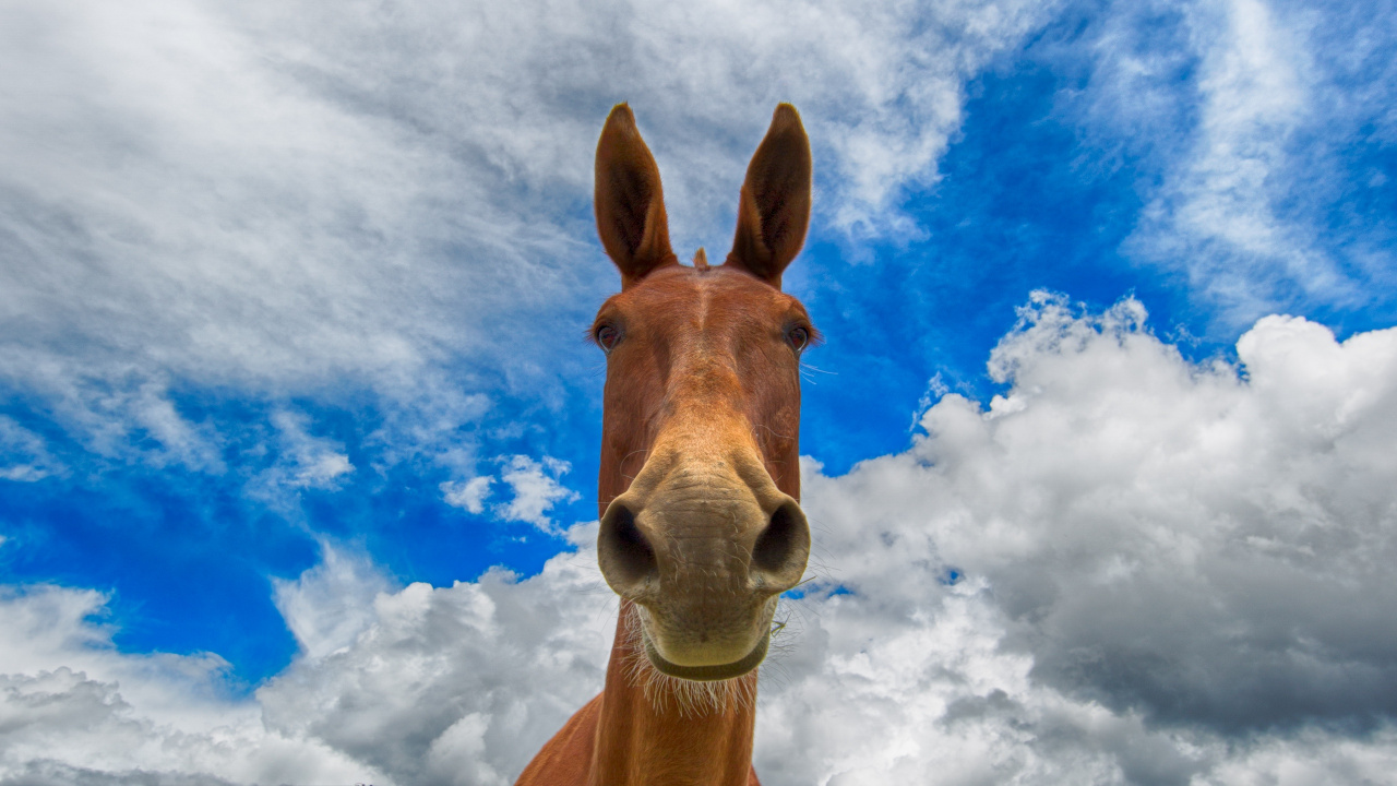 Cheval Brun Sous Ciel Bleu et Nuages Blancs Pendant la Journée. Wallpaper in 1280x720 Resolution