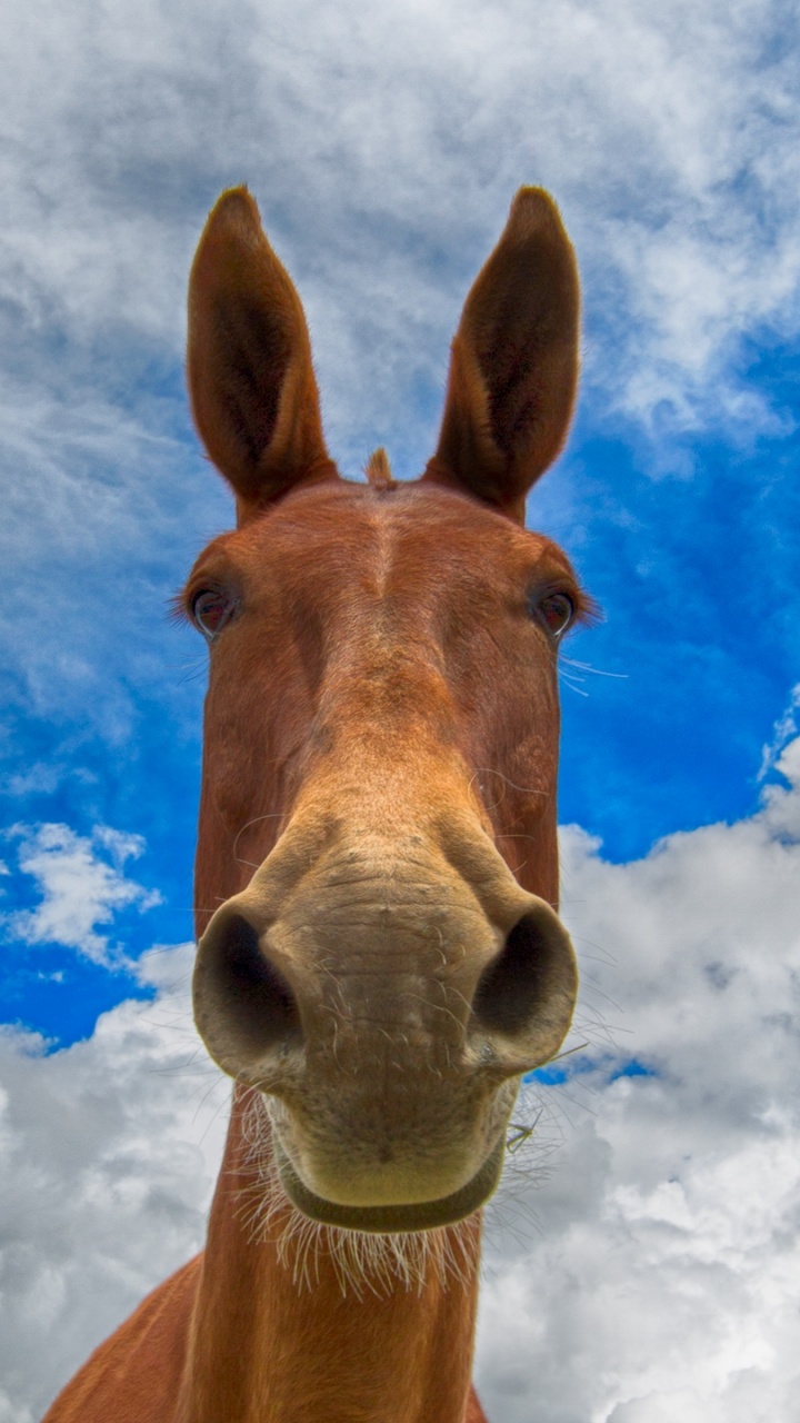 Cheval Brun Sous Ciel Bleu et Nuages Blancs Pendant la Journée. Wallpaper in 720x1280 Resolution