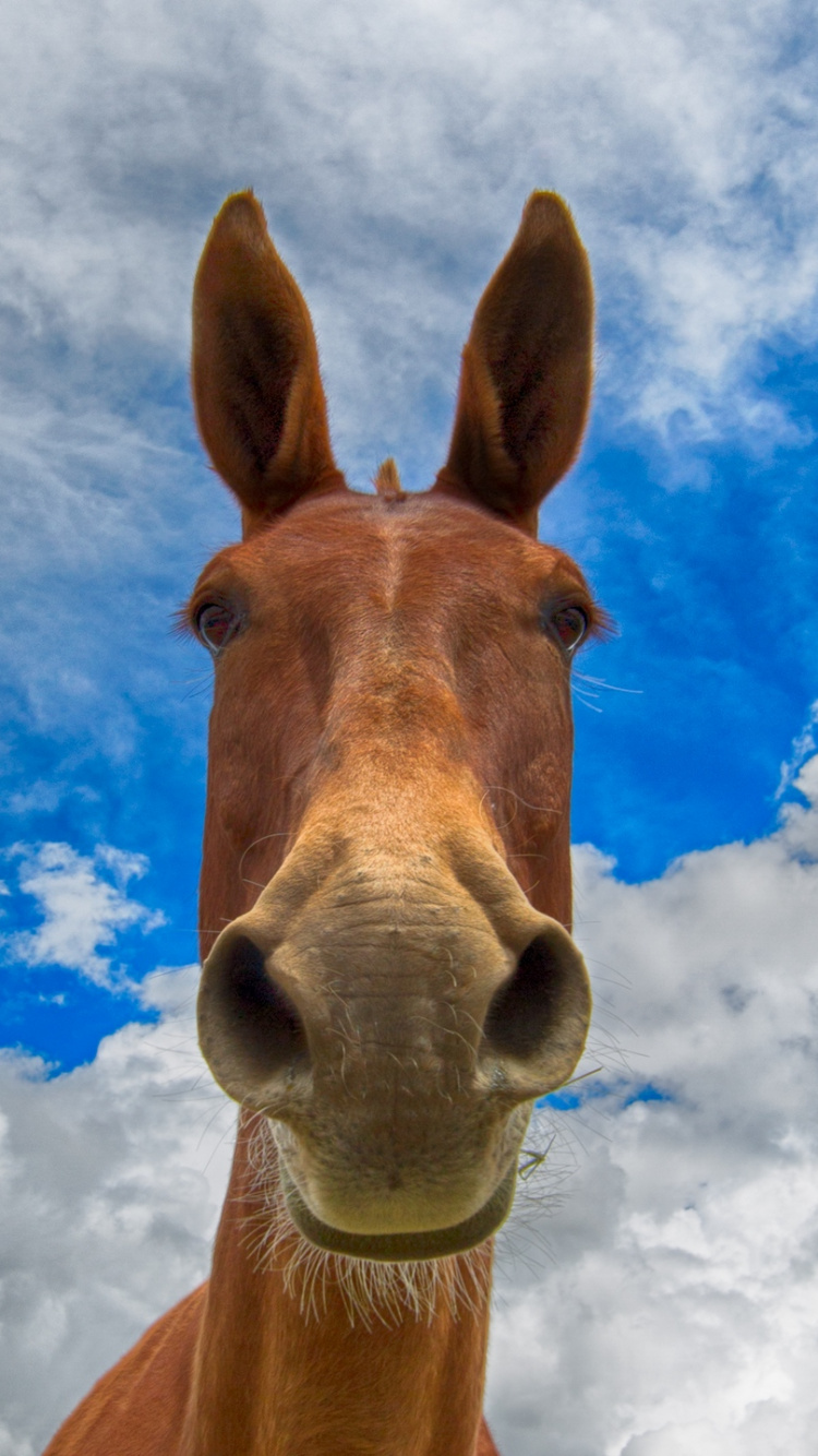 Brown Horse Under Blue Sky and White Clouds During Daytime. Wallpaper in 750x1334 Resolution