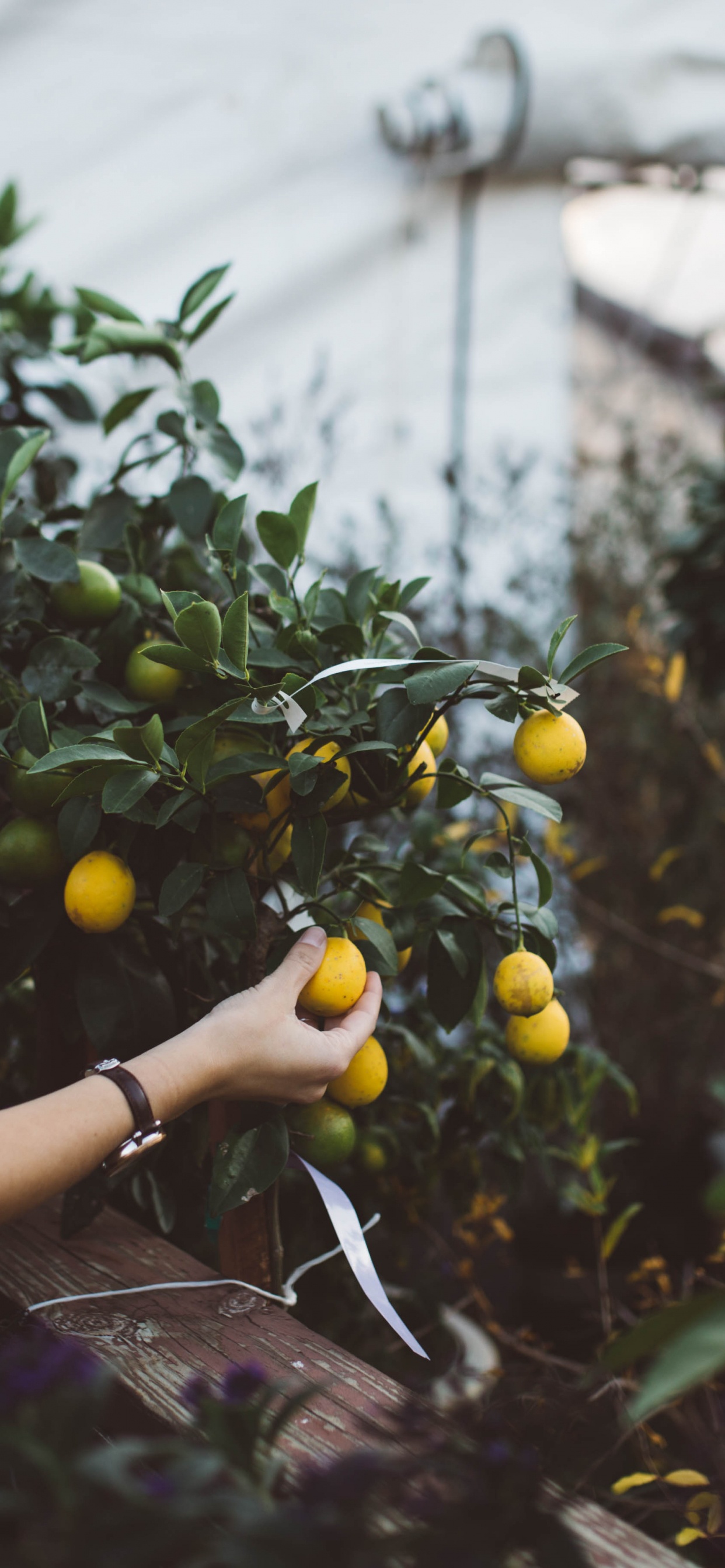 Woman in Black Tank Top Holding Yellow Round Fruits. Wallpaper in 1242x2688 Resolution
