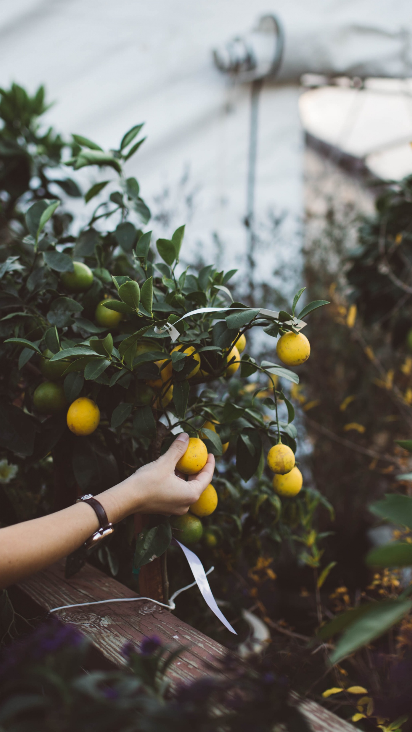Woman in Black Tank Top Holding Yellow Round Fruits. Wallpaper in 1440x2560 Resolution